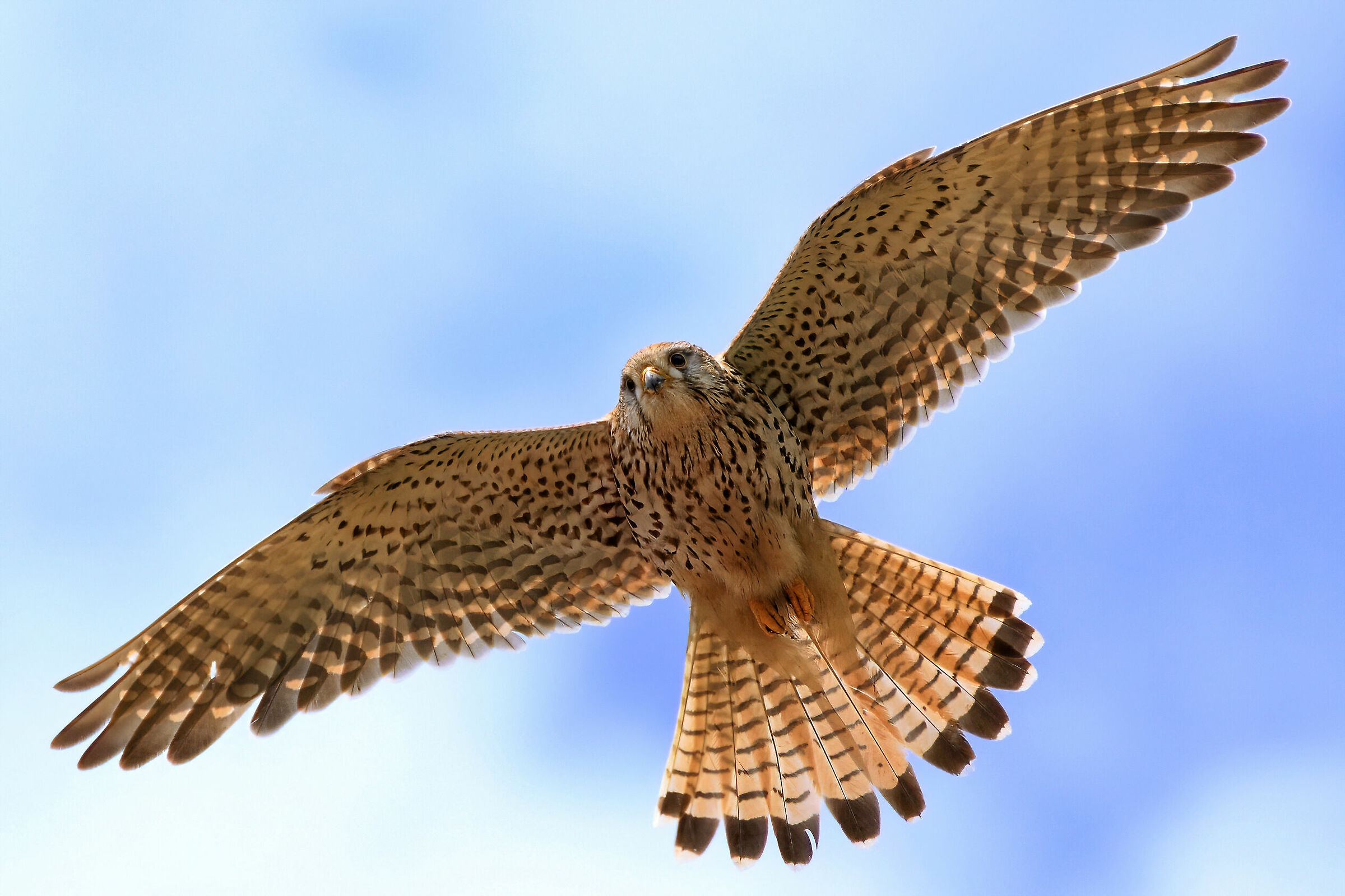 Le ali della liberta