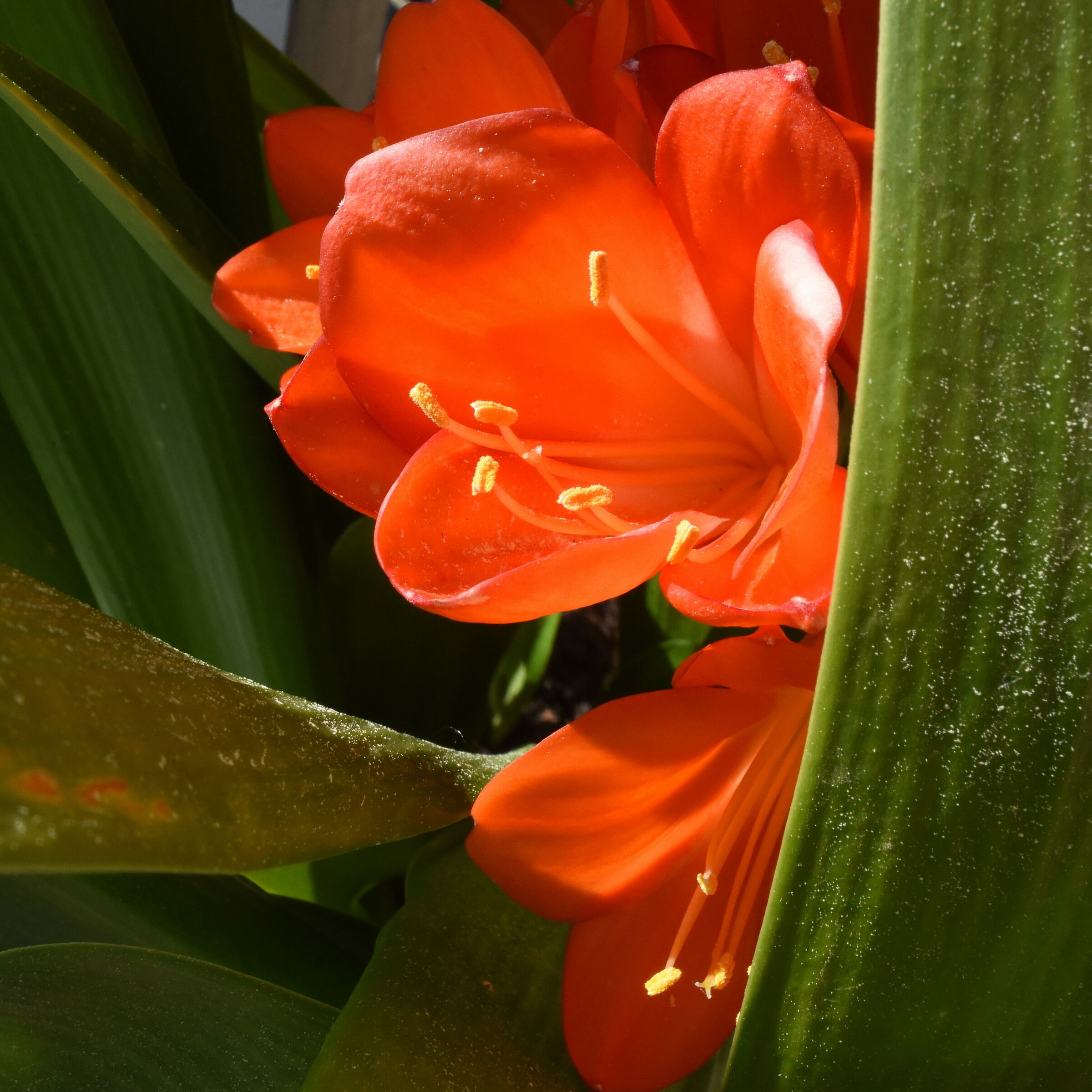 Clivia