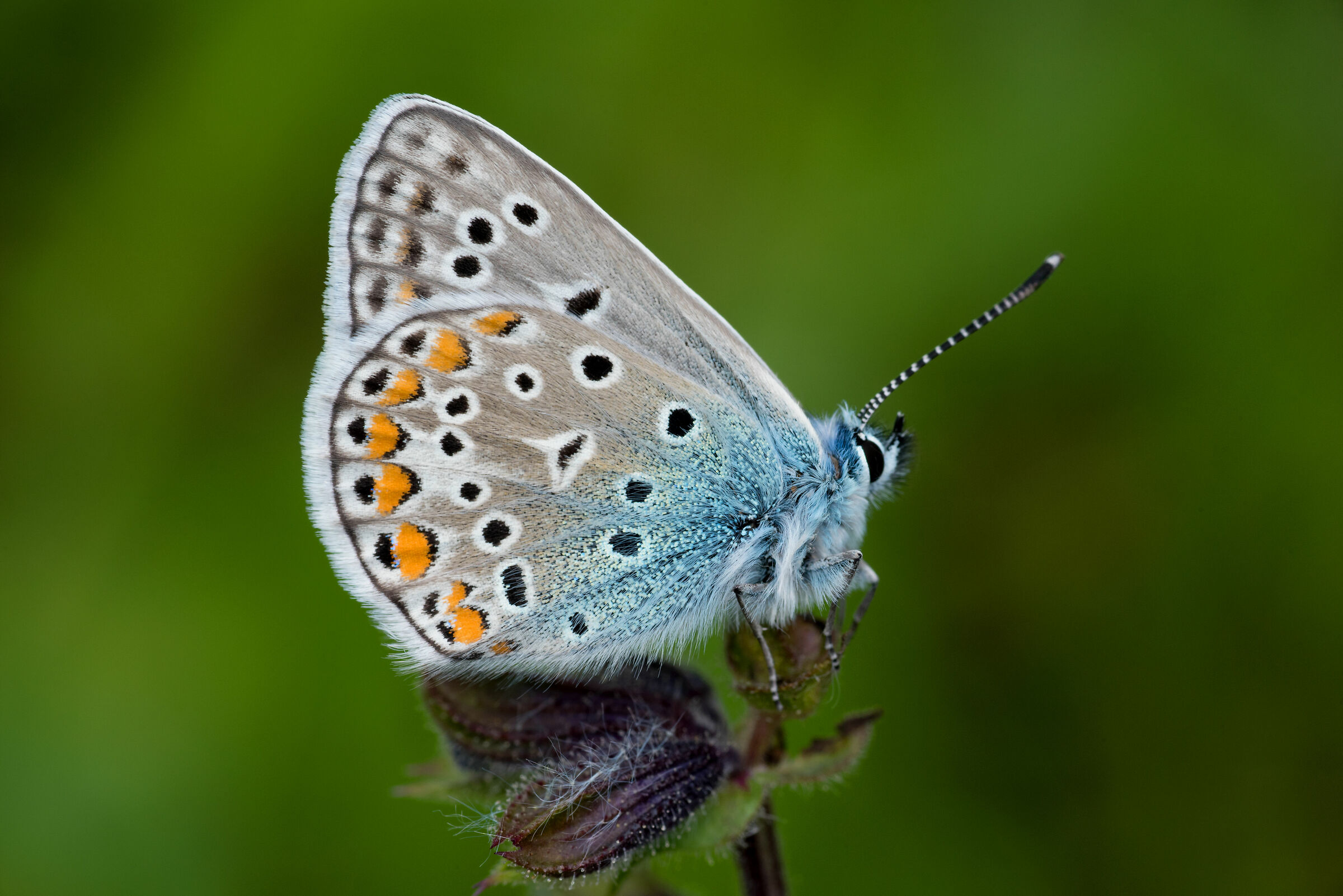 Blue Argo