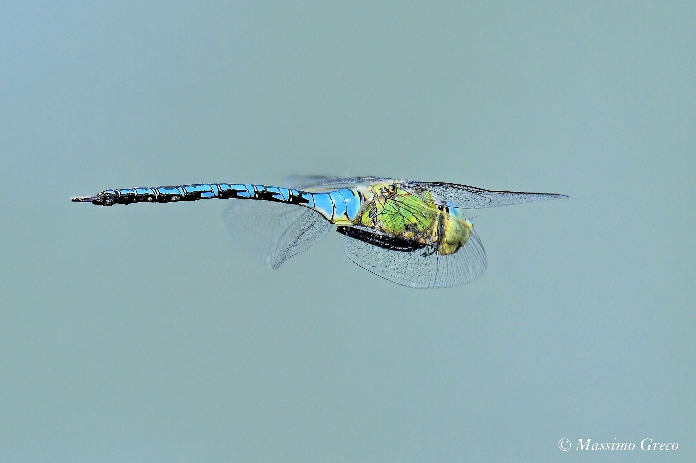 Anax imperator