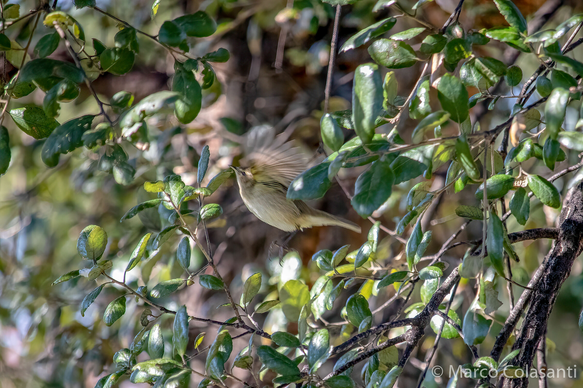 Luì little seed hidden