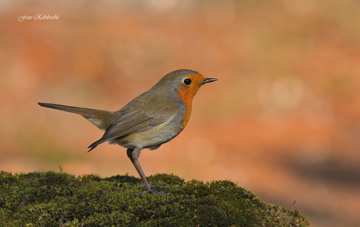 Il Petti in bella posa...