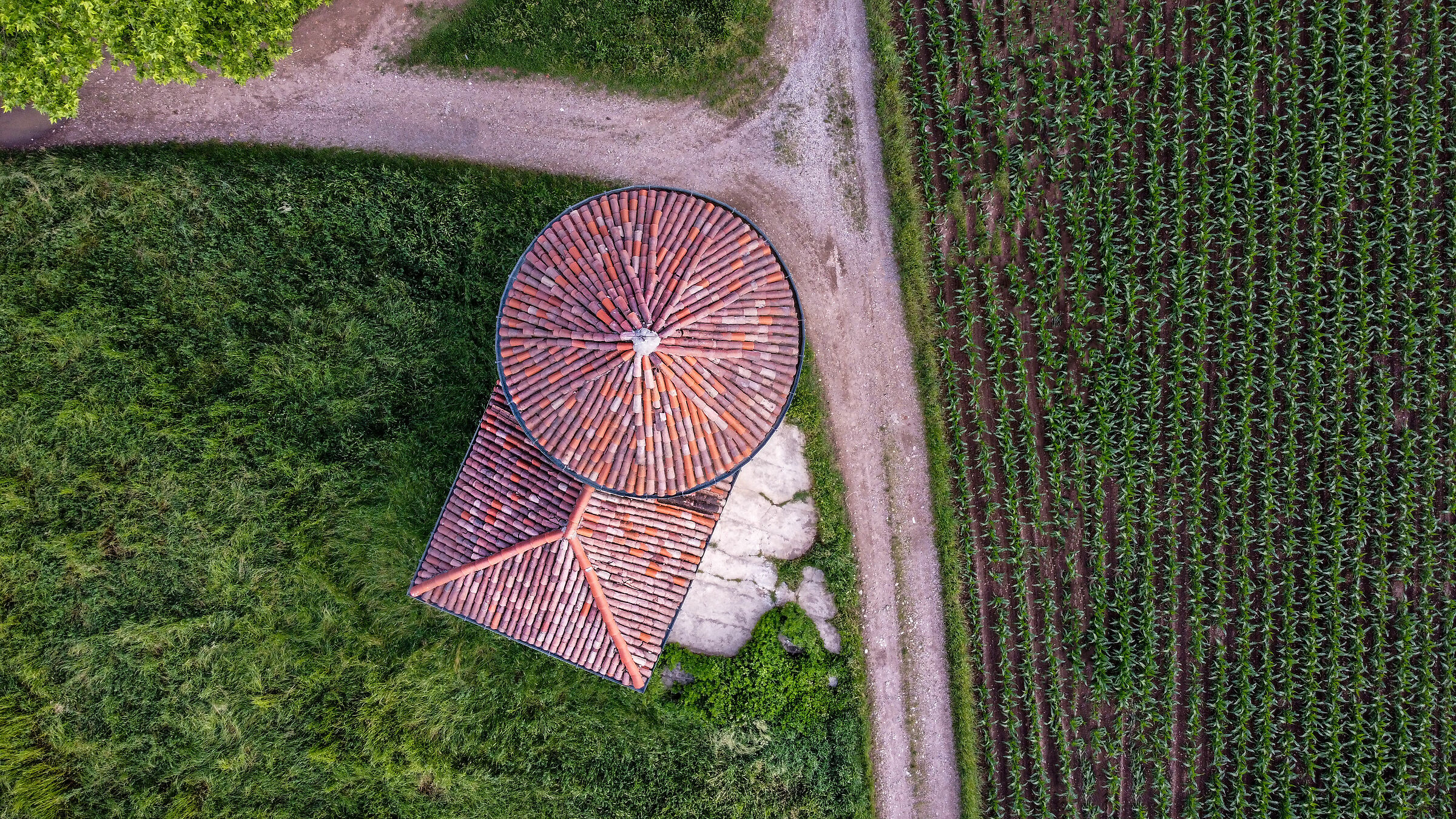 Coltivazione ecclesiastica