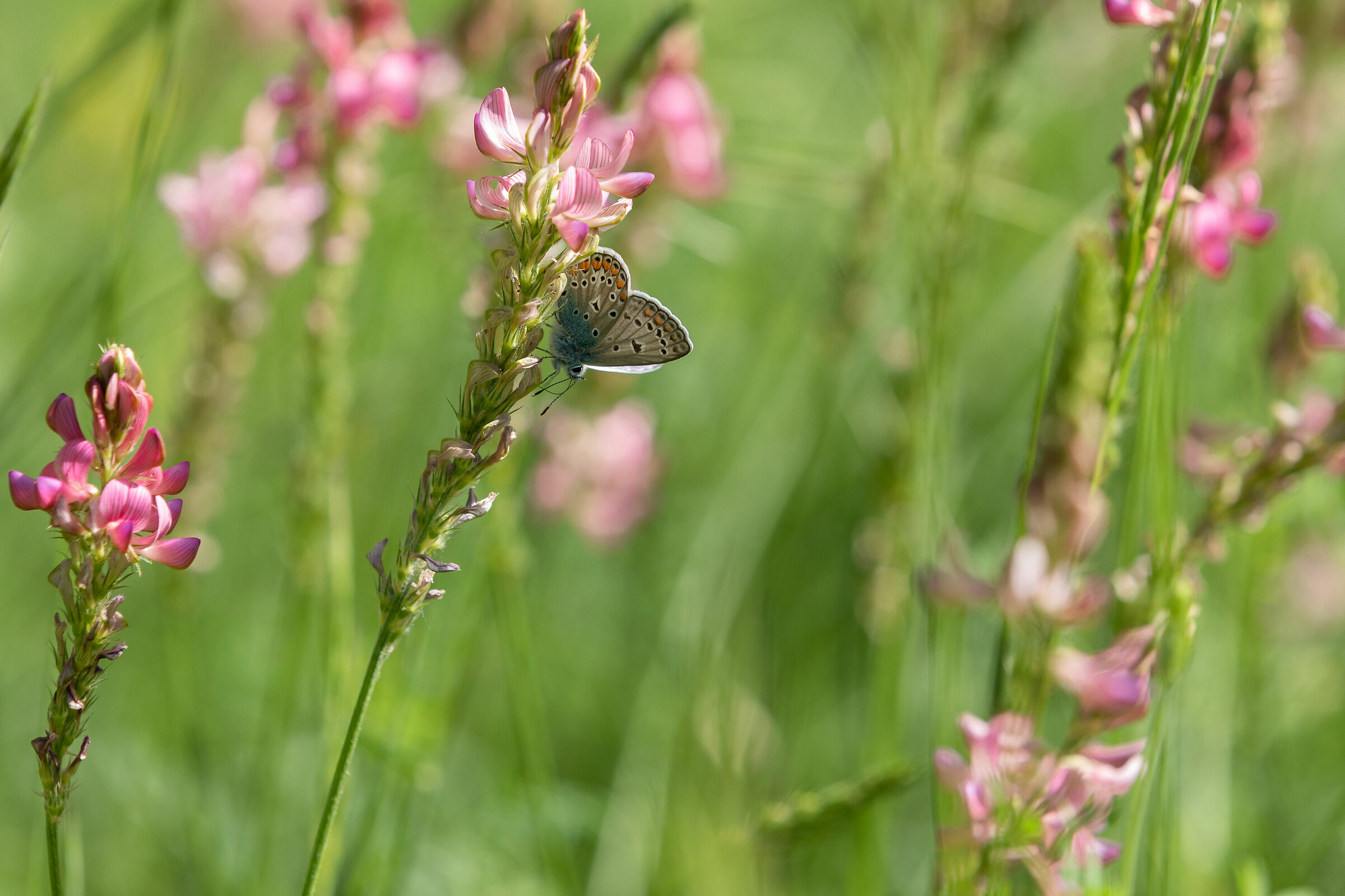 fine quarantena....... speriamo bene!