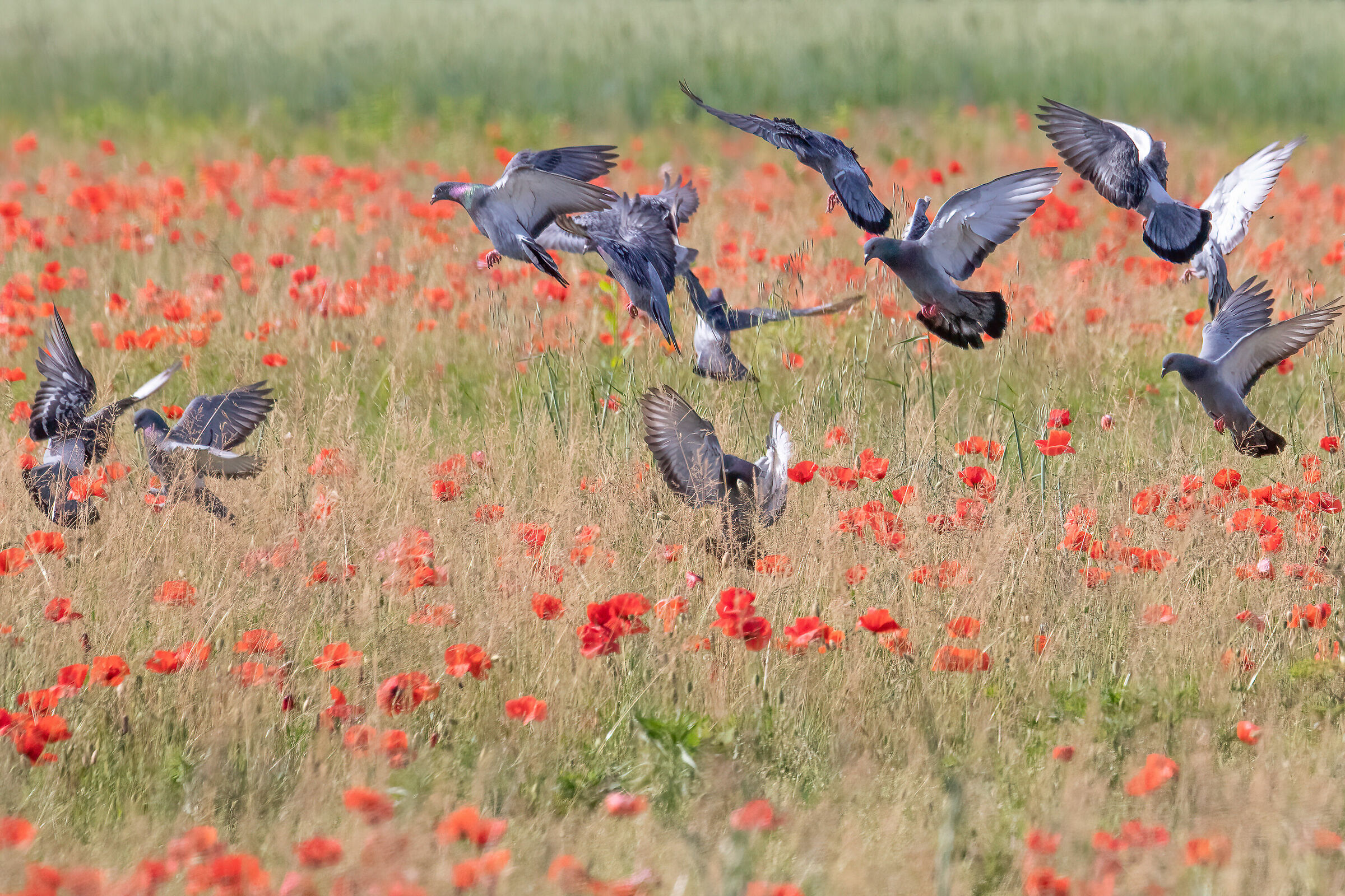 Landing Patrol
