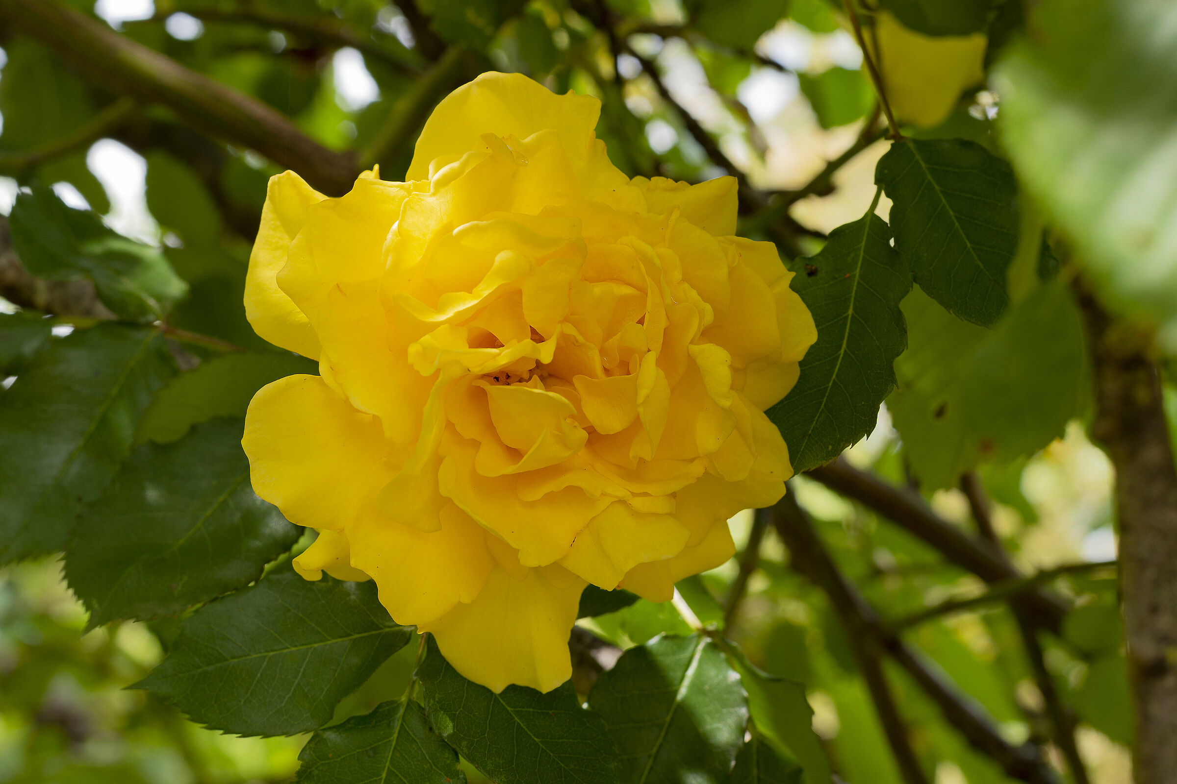 La signora in giallo
