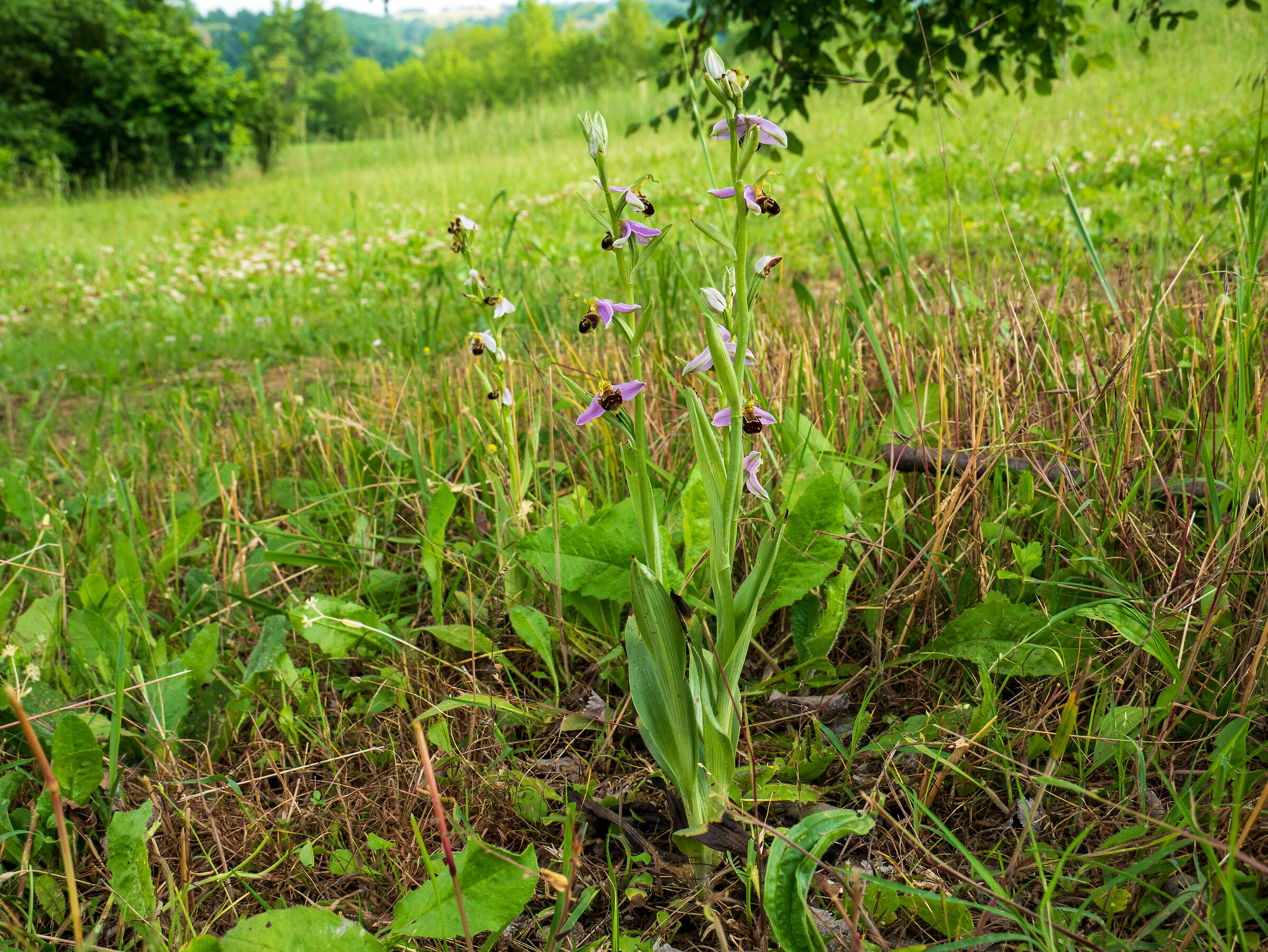 coppia di orchide selvatiche