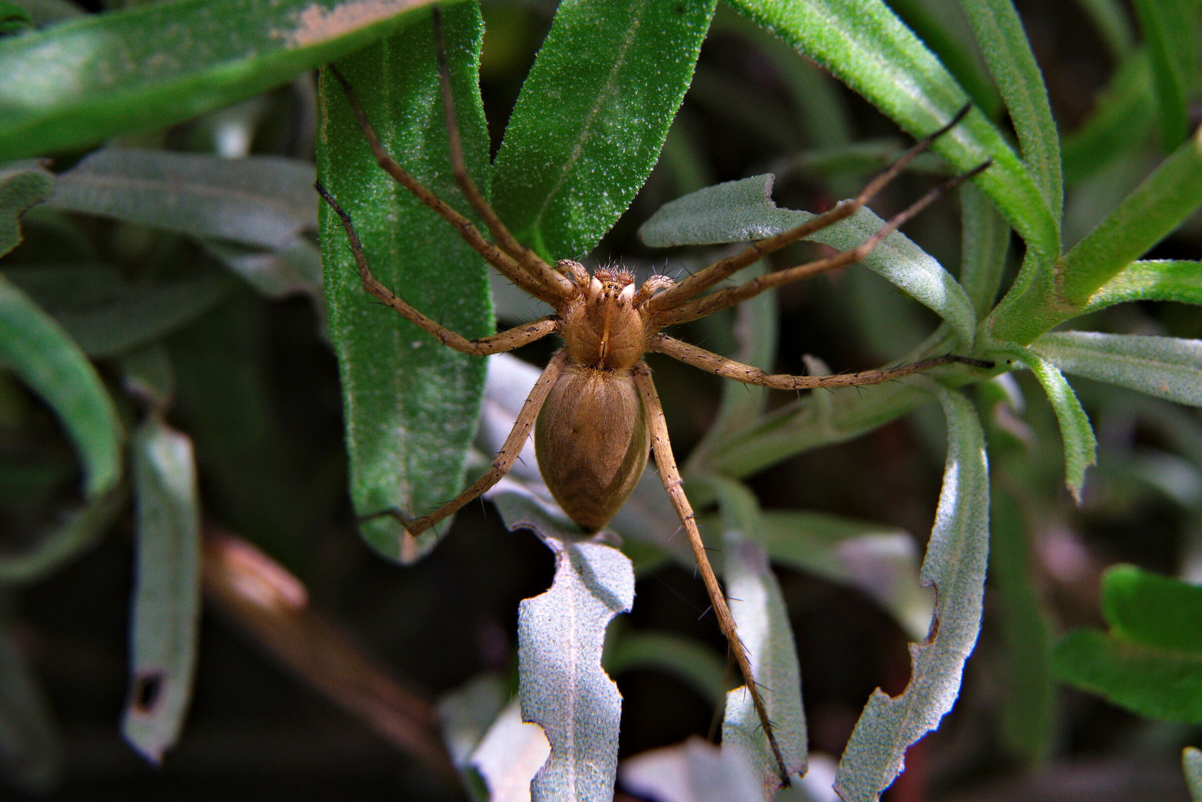 Abitante della mia lavanda