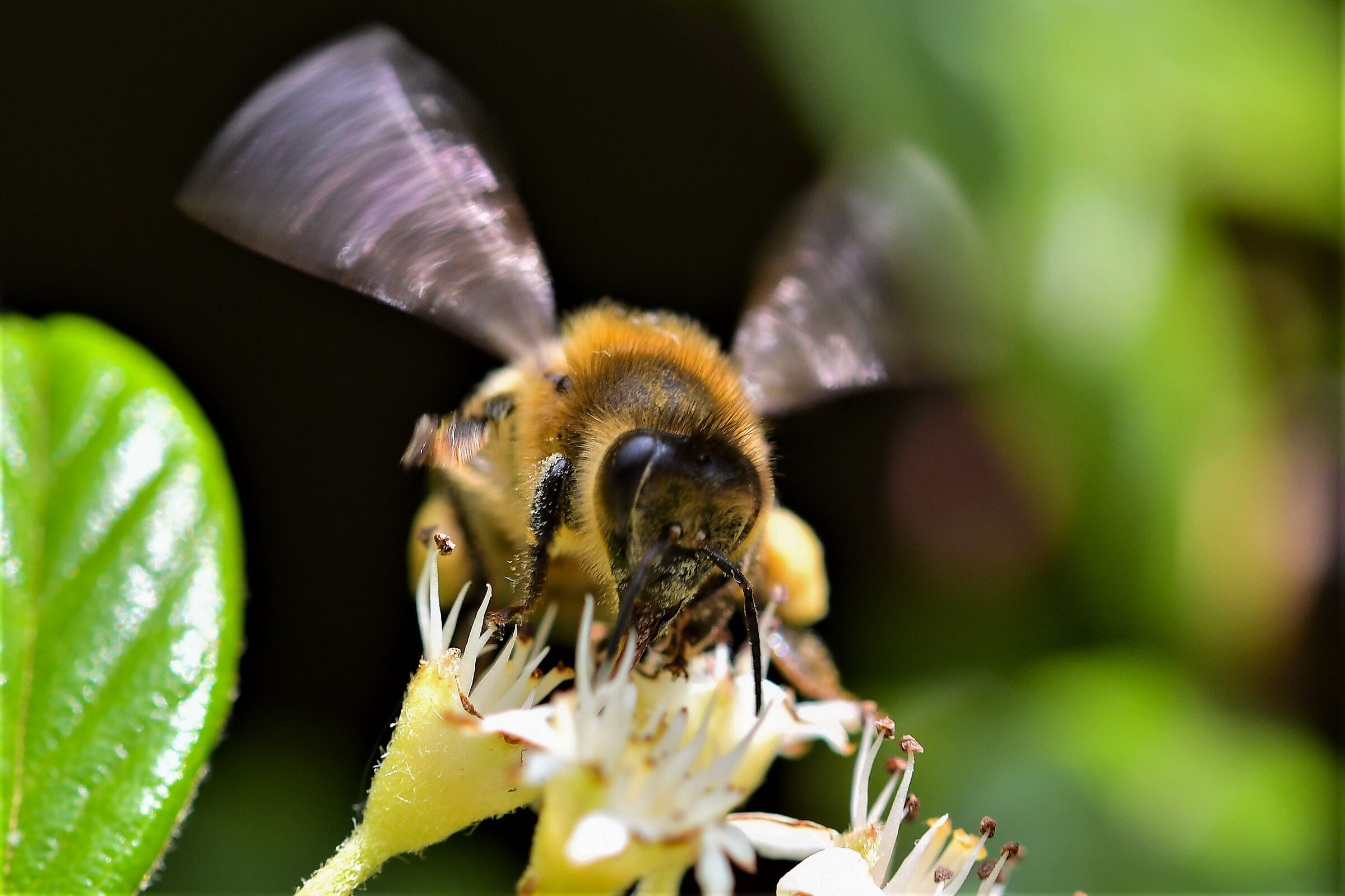 insects on cotton flowersaster