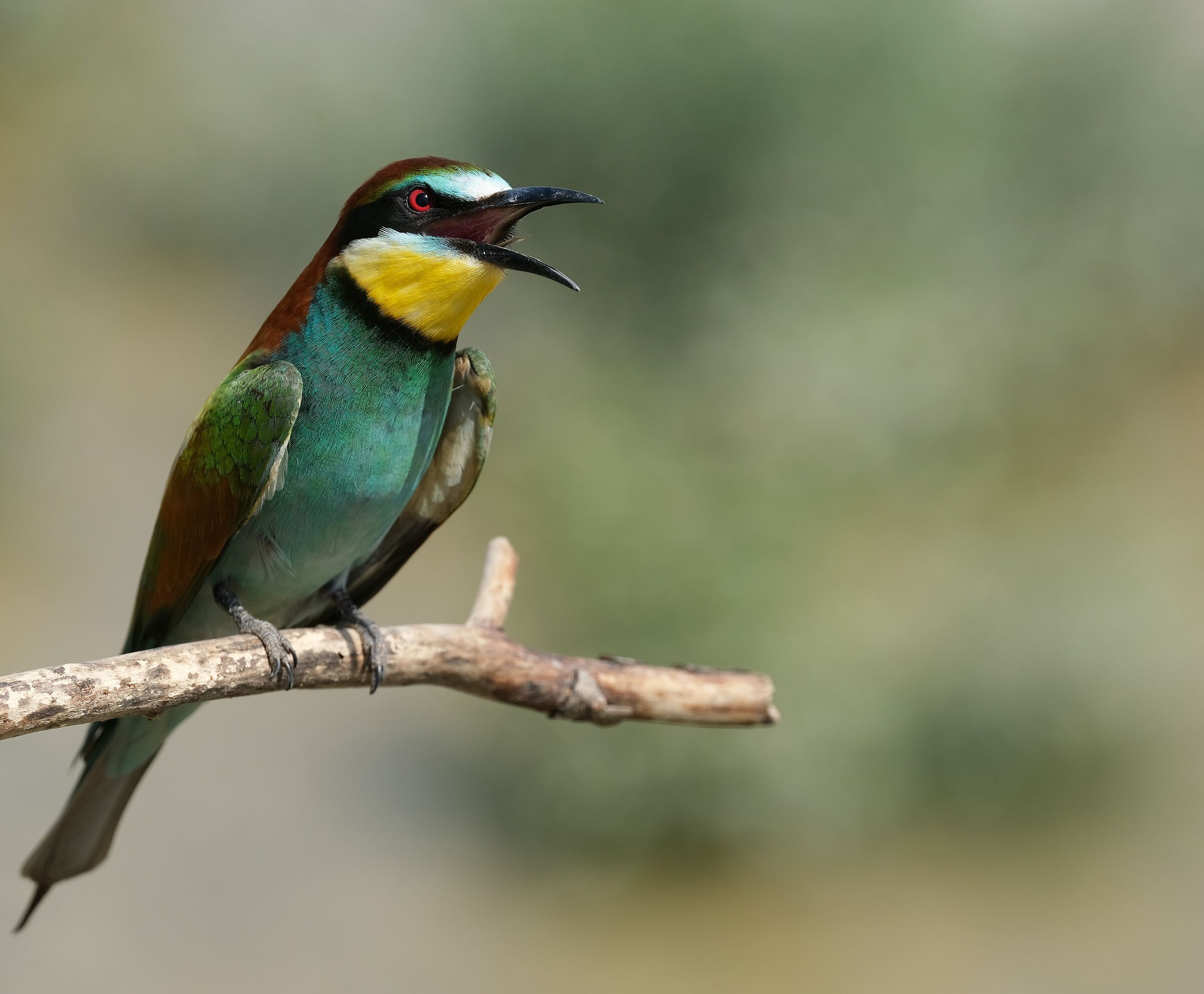 Gruccione in dettaglio