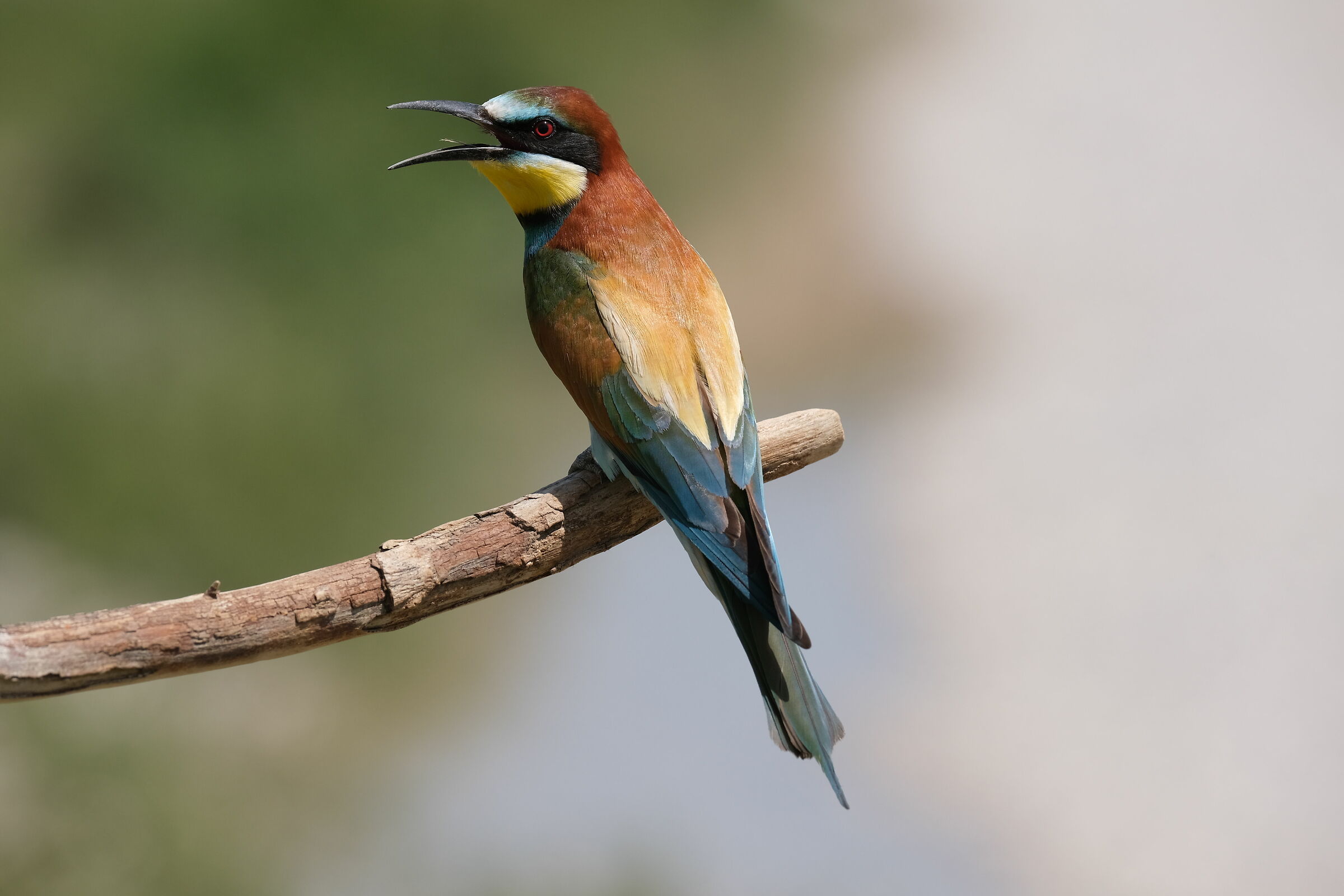 Gruccione becco aperto e lingua