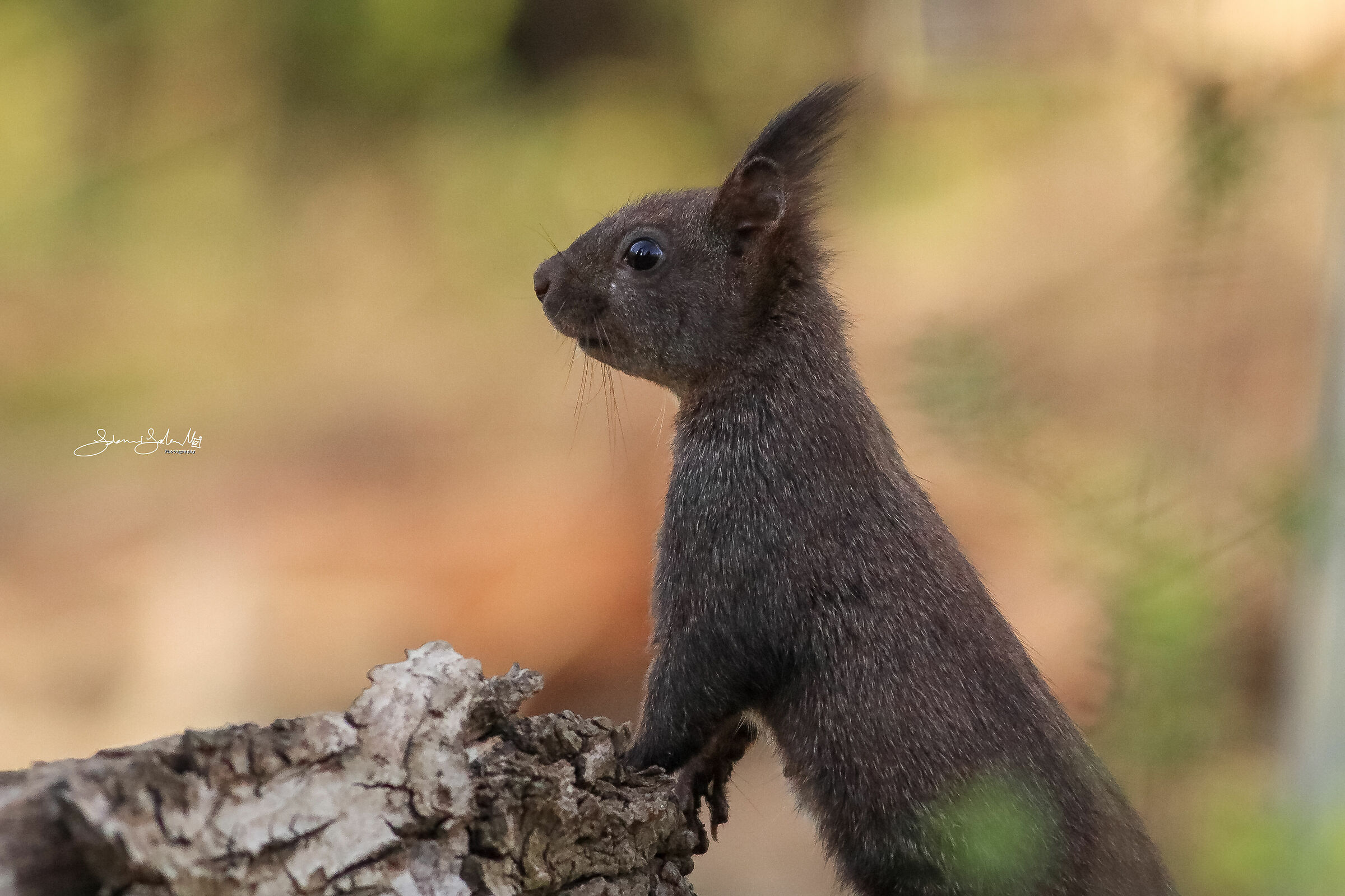 Lookout (Sciurus vulgaris, Linnaeus, 1758)