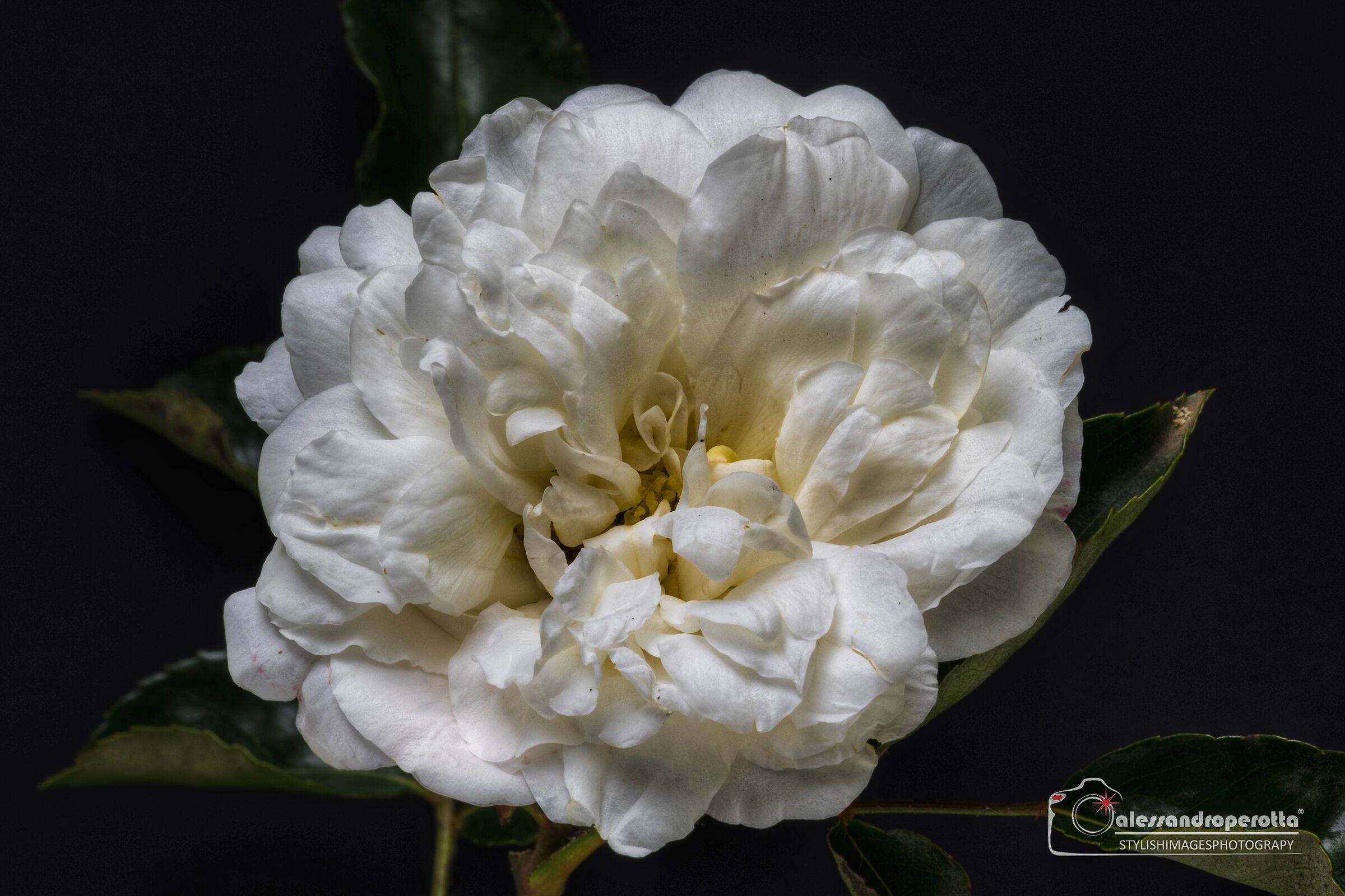 White rose button