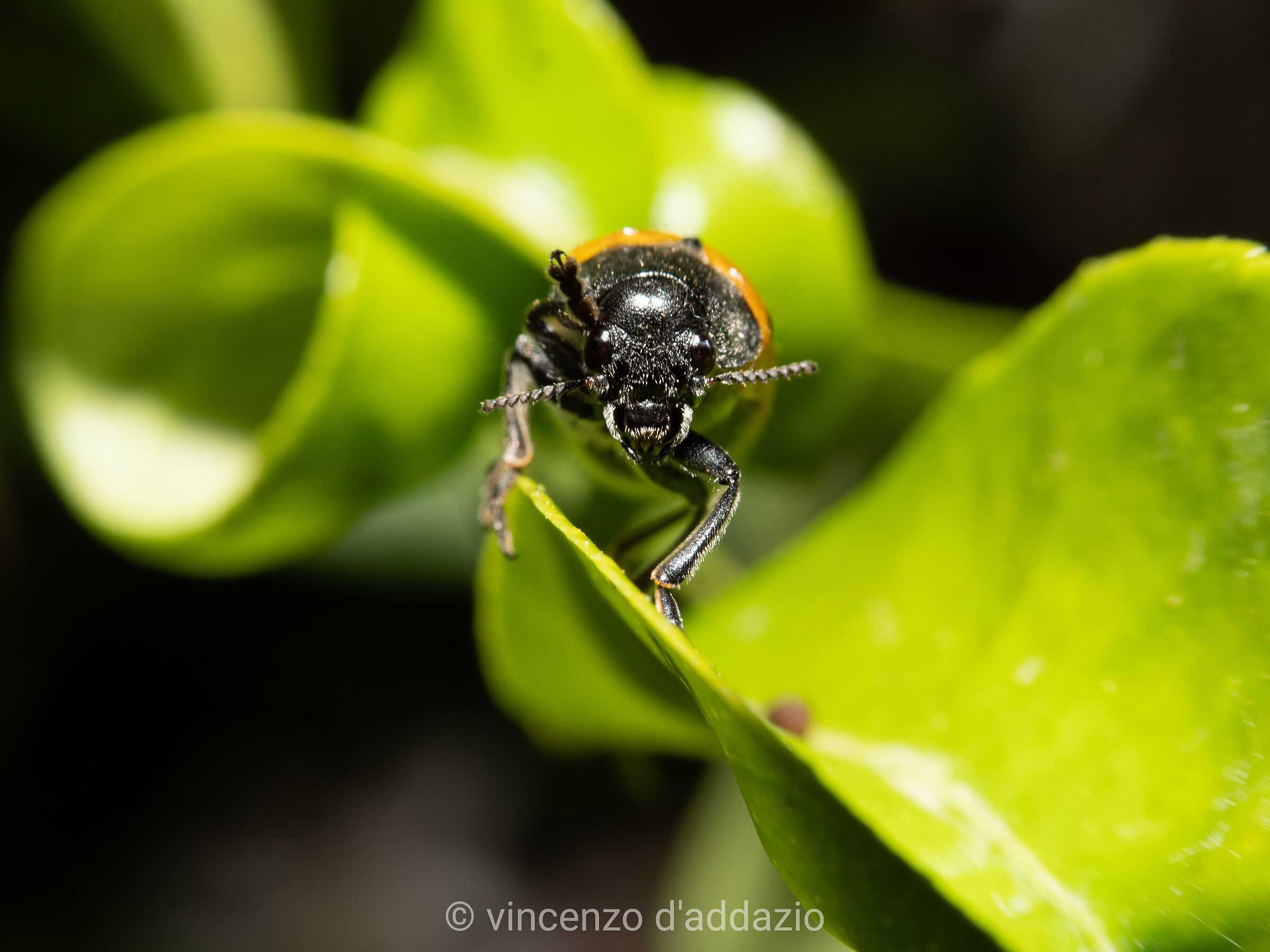 Threatening insect