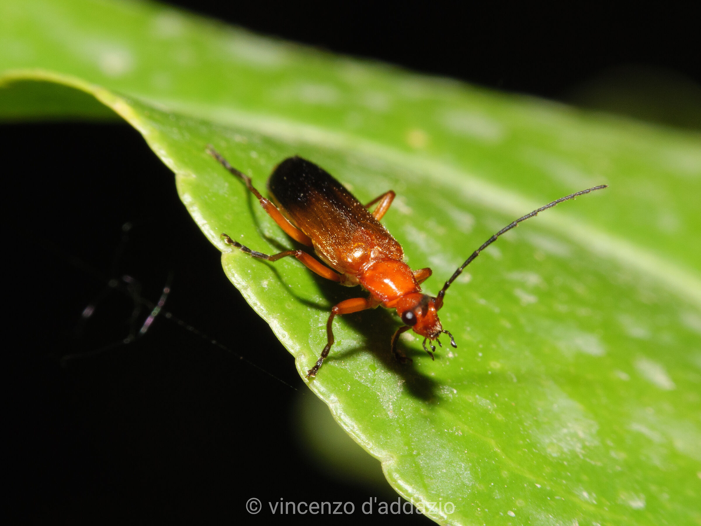 Insect... Milanist ?