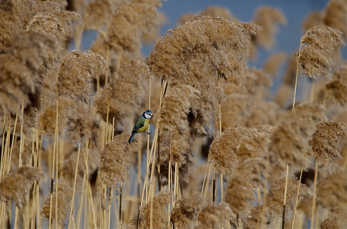 Great Tit in straws