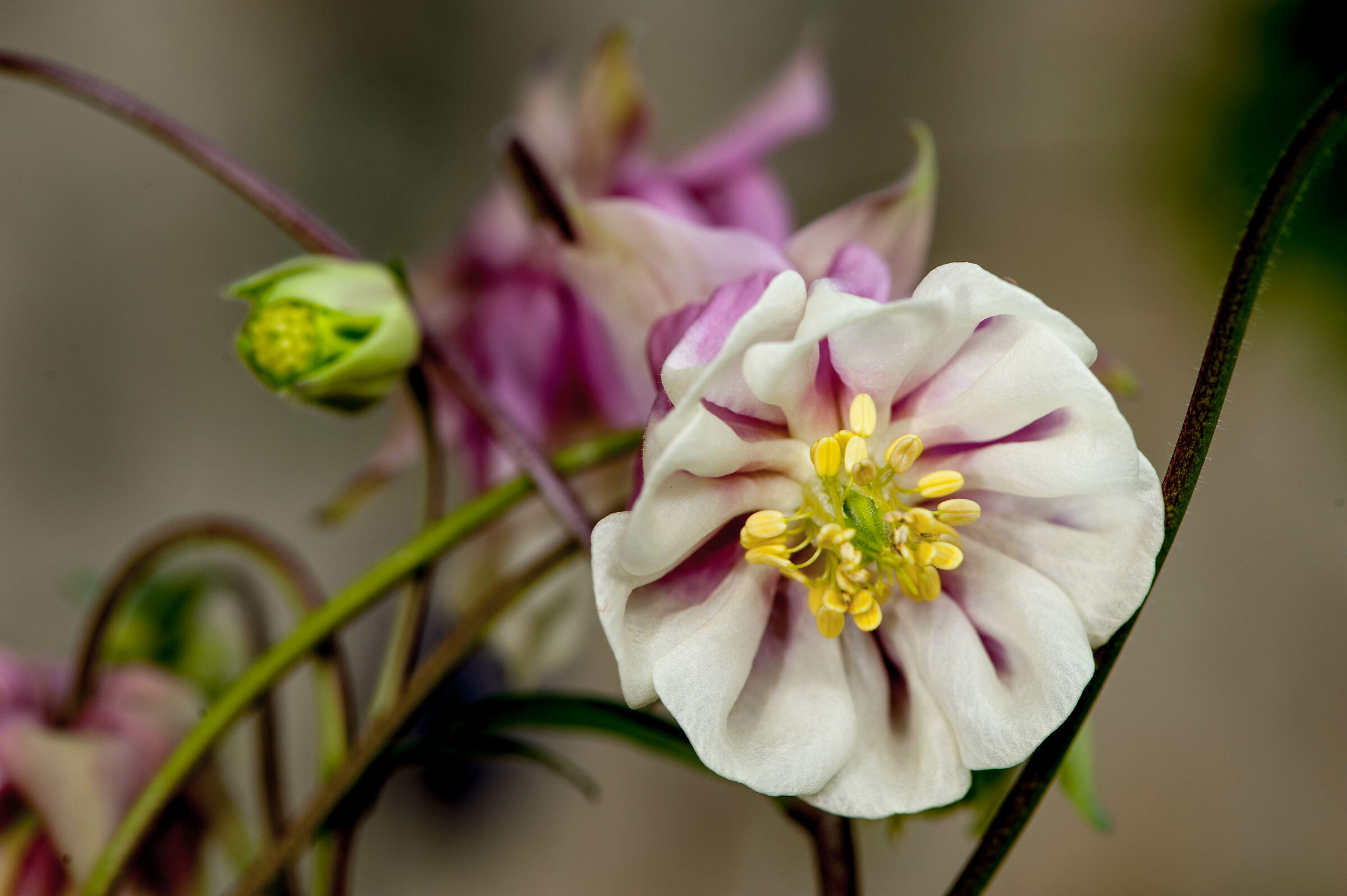 Aquilegia