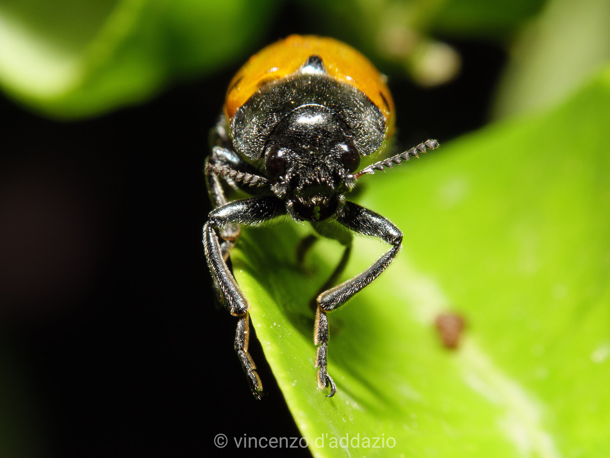 Threatening insect1