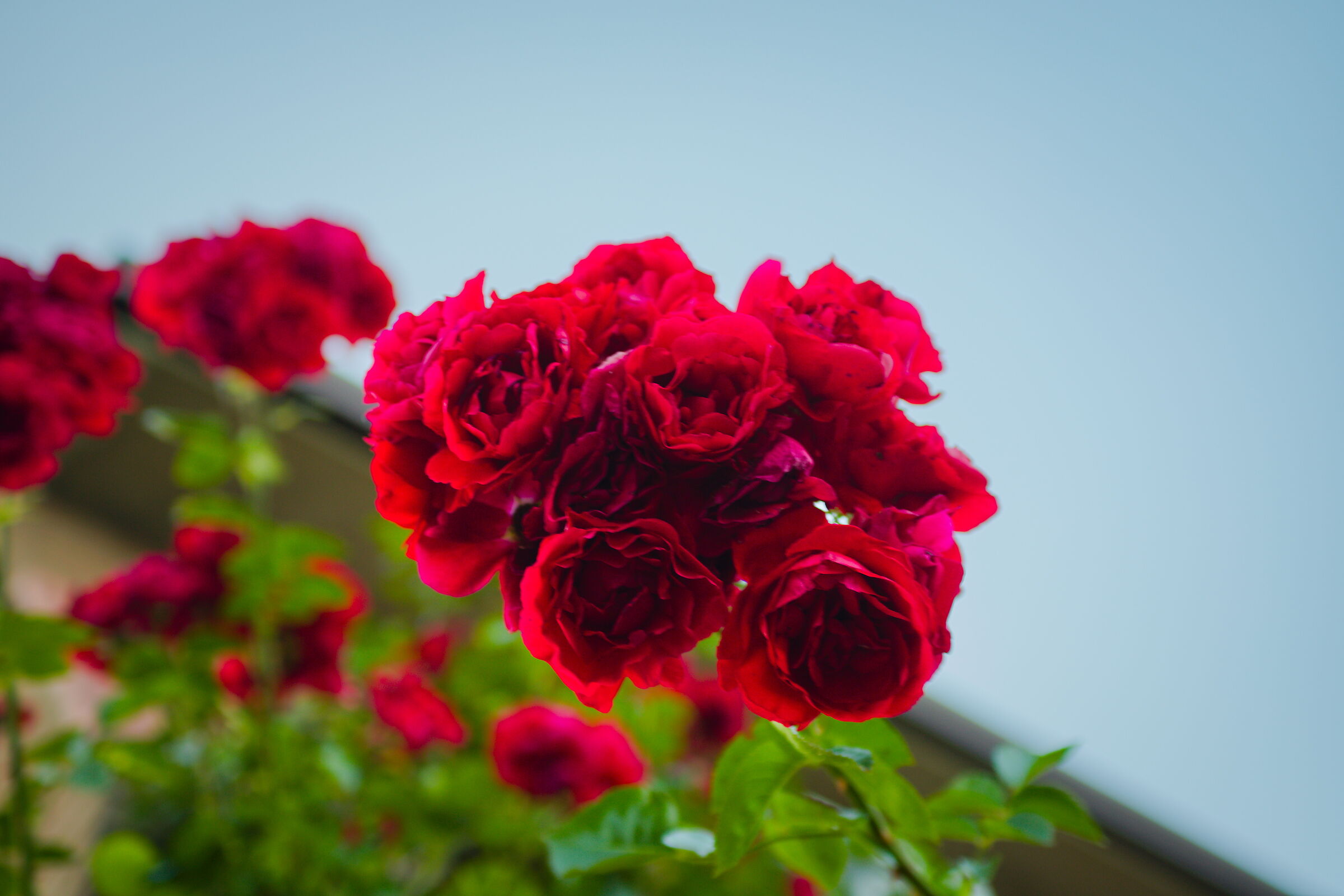 Neighbor's roses are getting redder