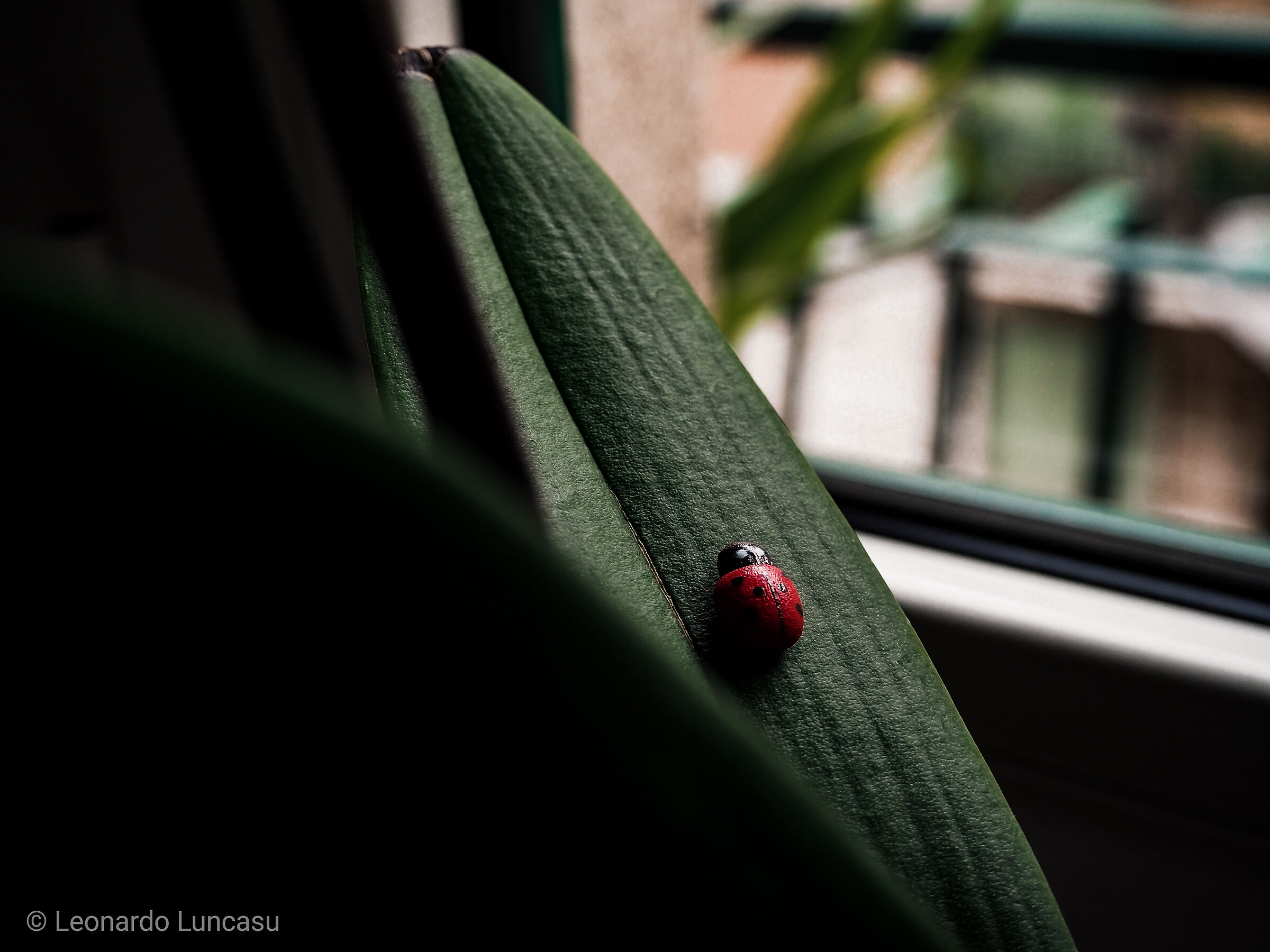 Coccinella