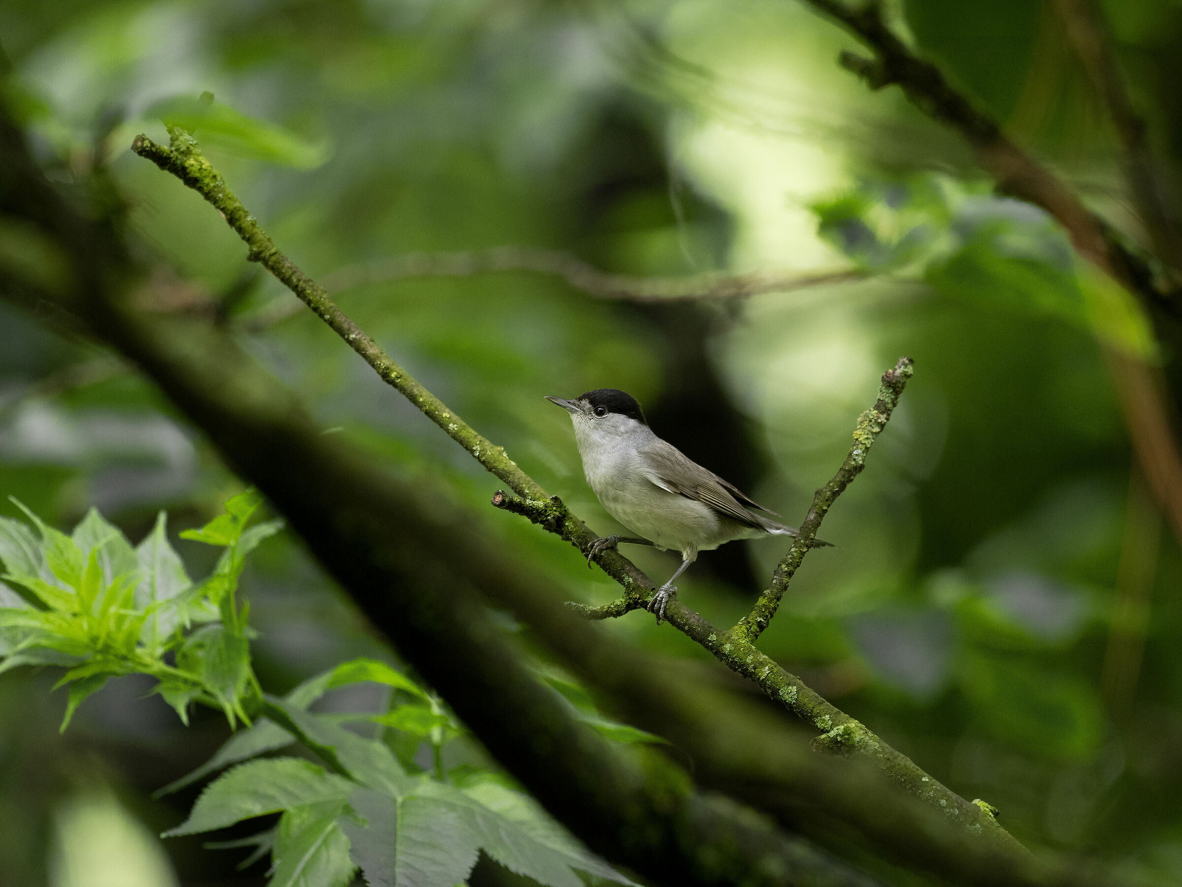 Blackcap
