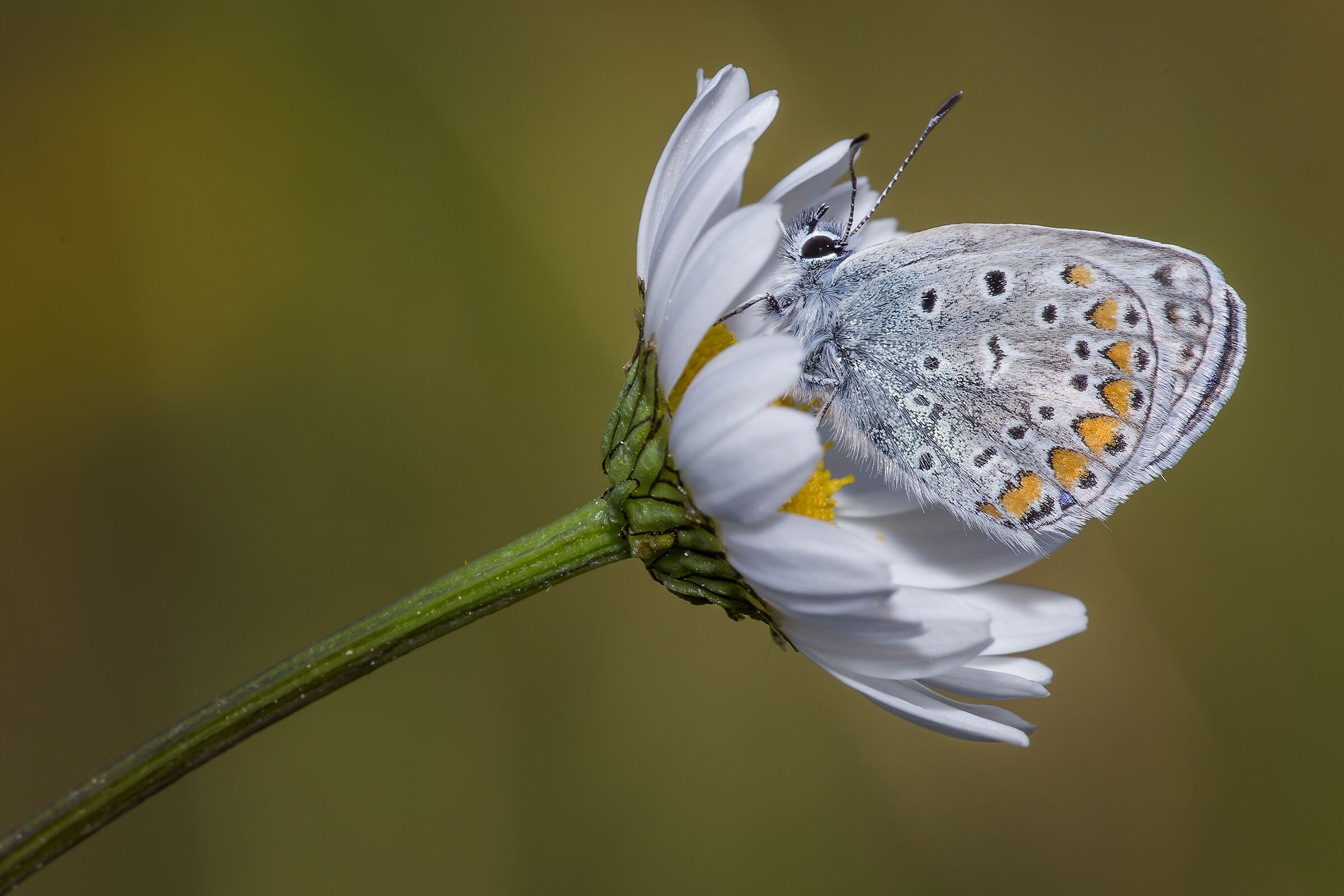 Polyommatus icarus