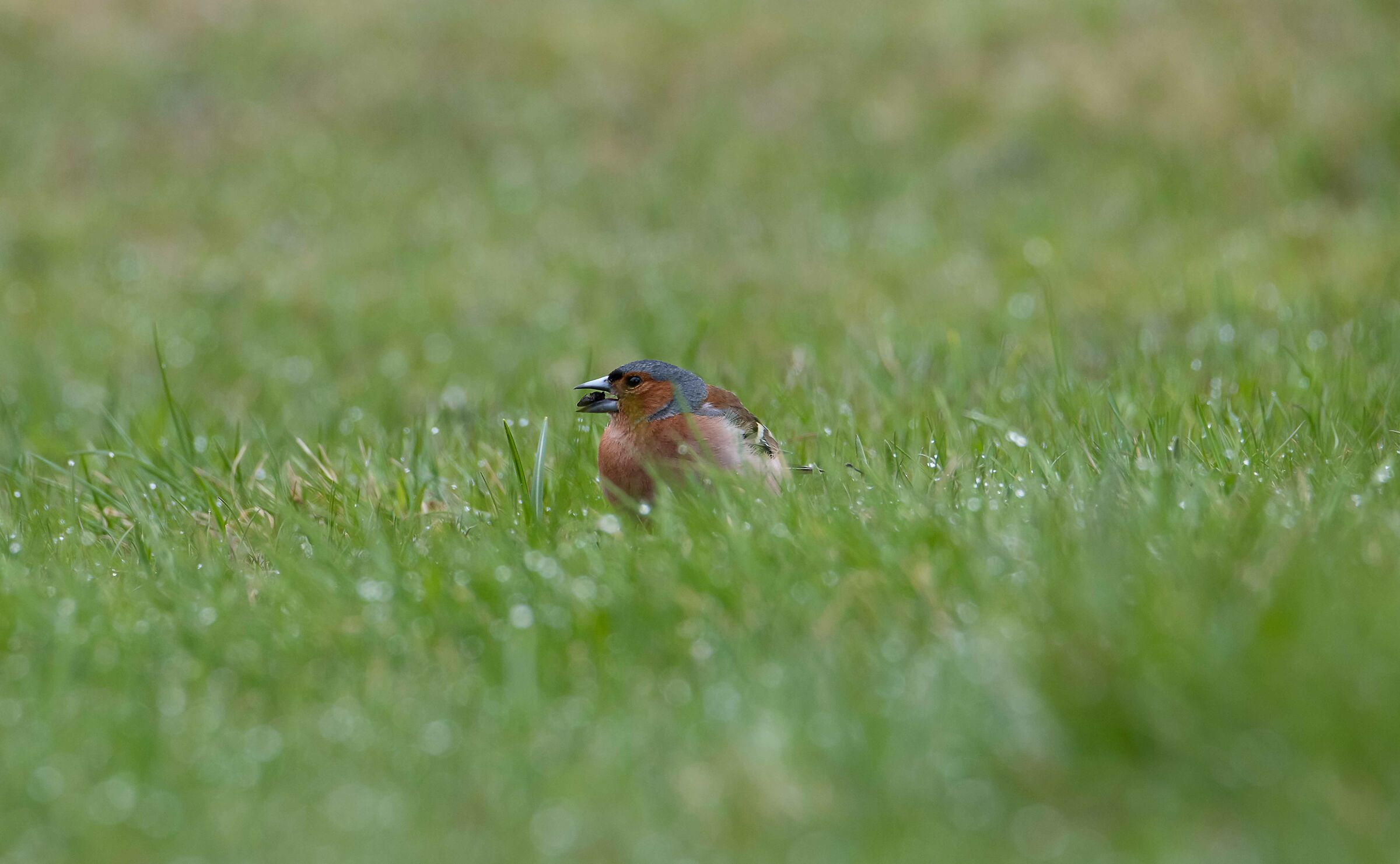 Chaffinch