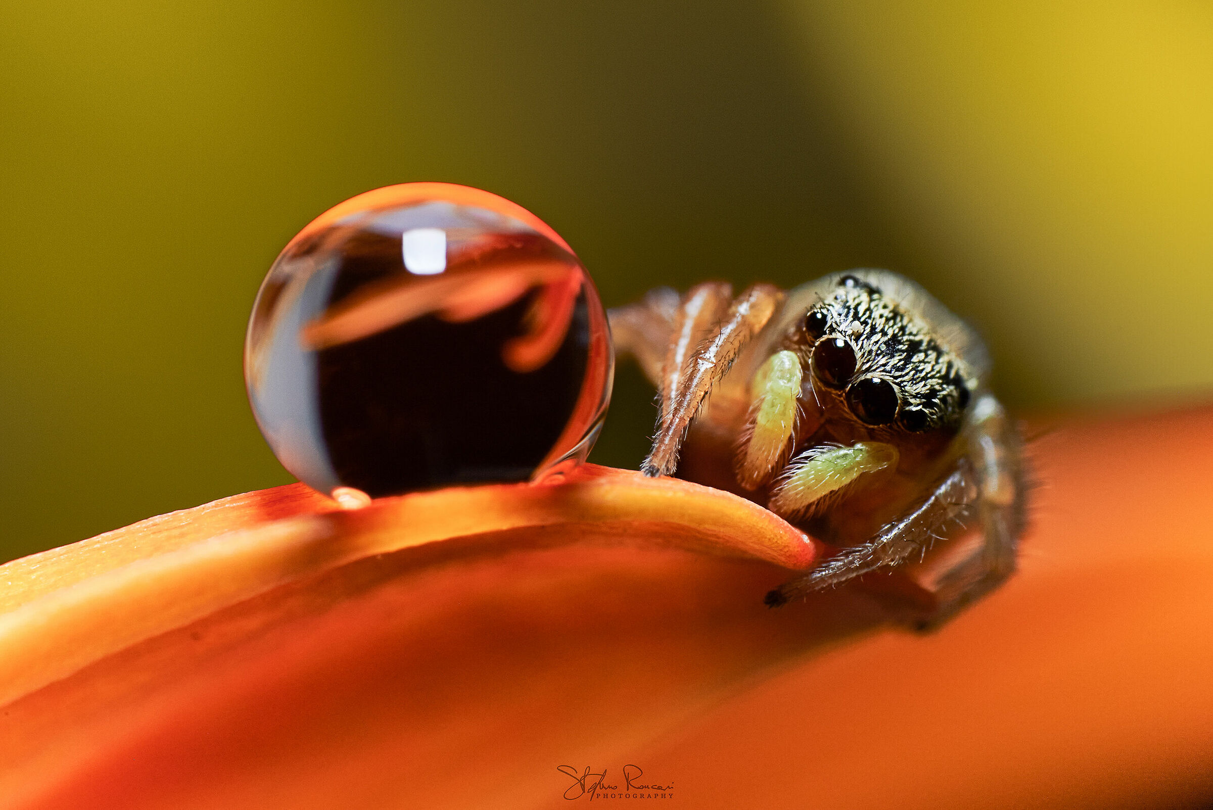 The Curiosity of the Spider