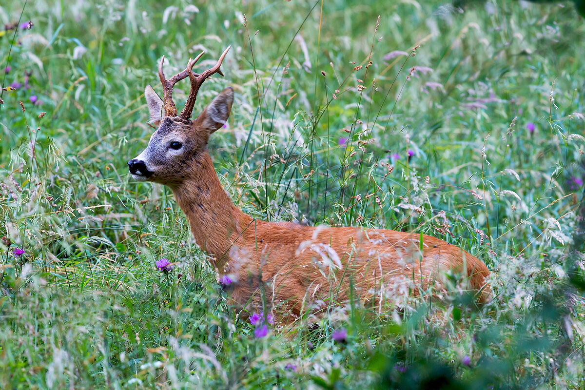 Capriolo nell'erba fiorita