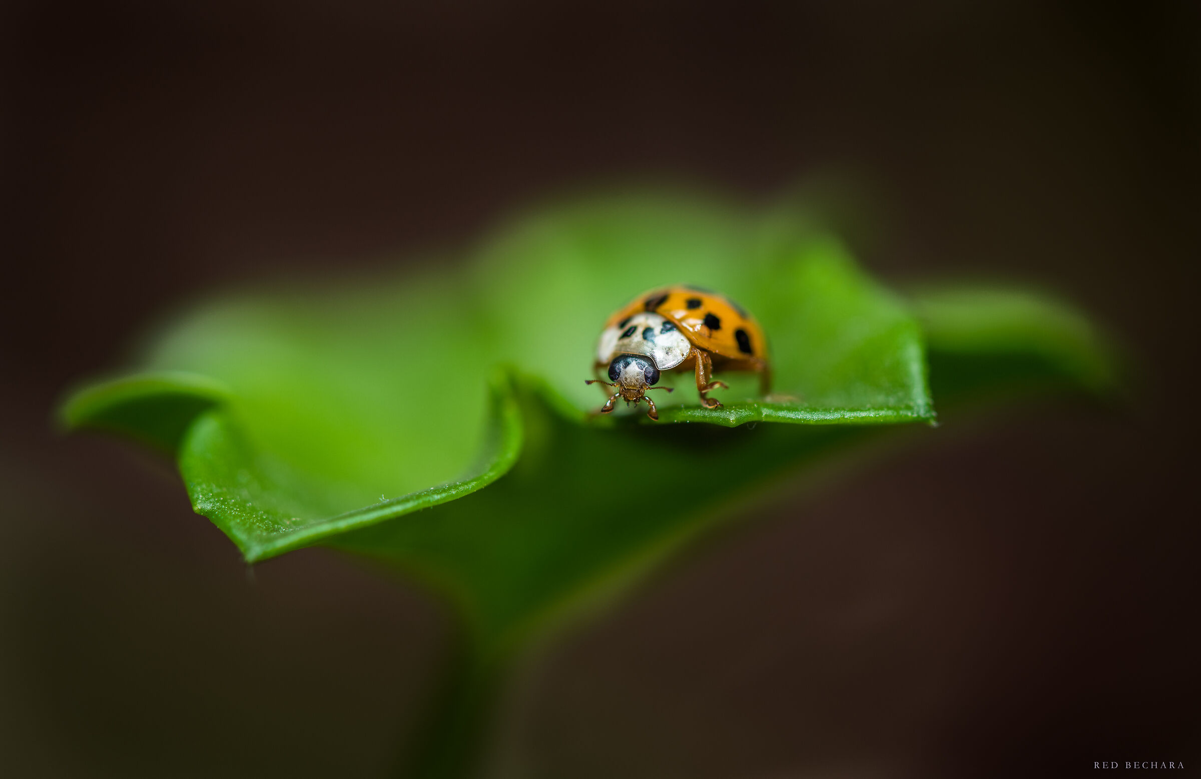Coccinellidae