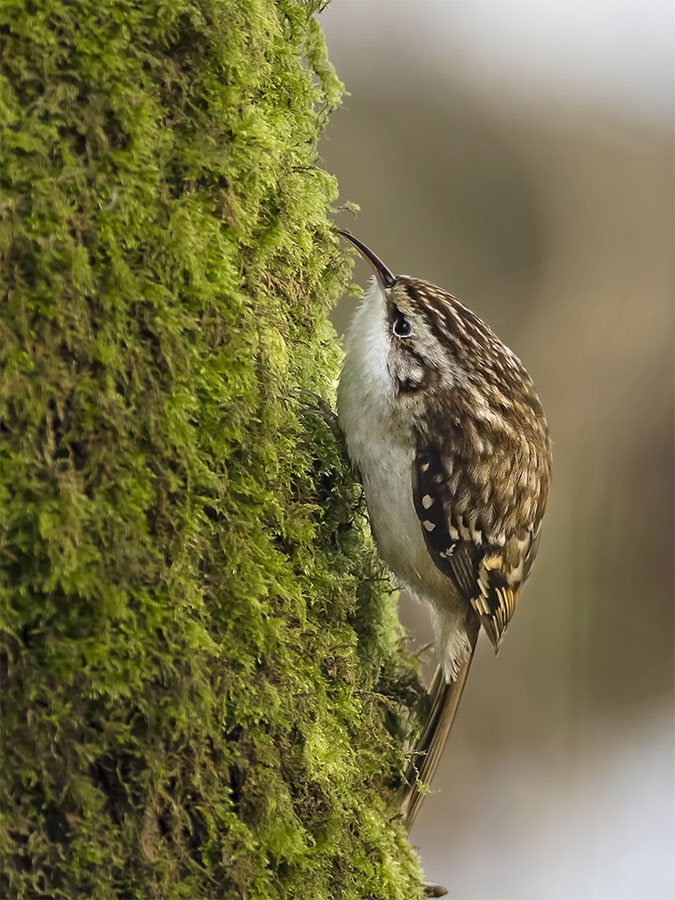 Eurasian Treecreeper