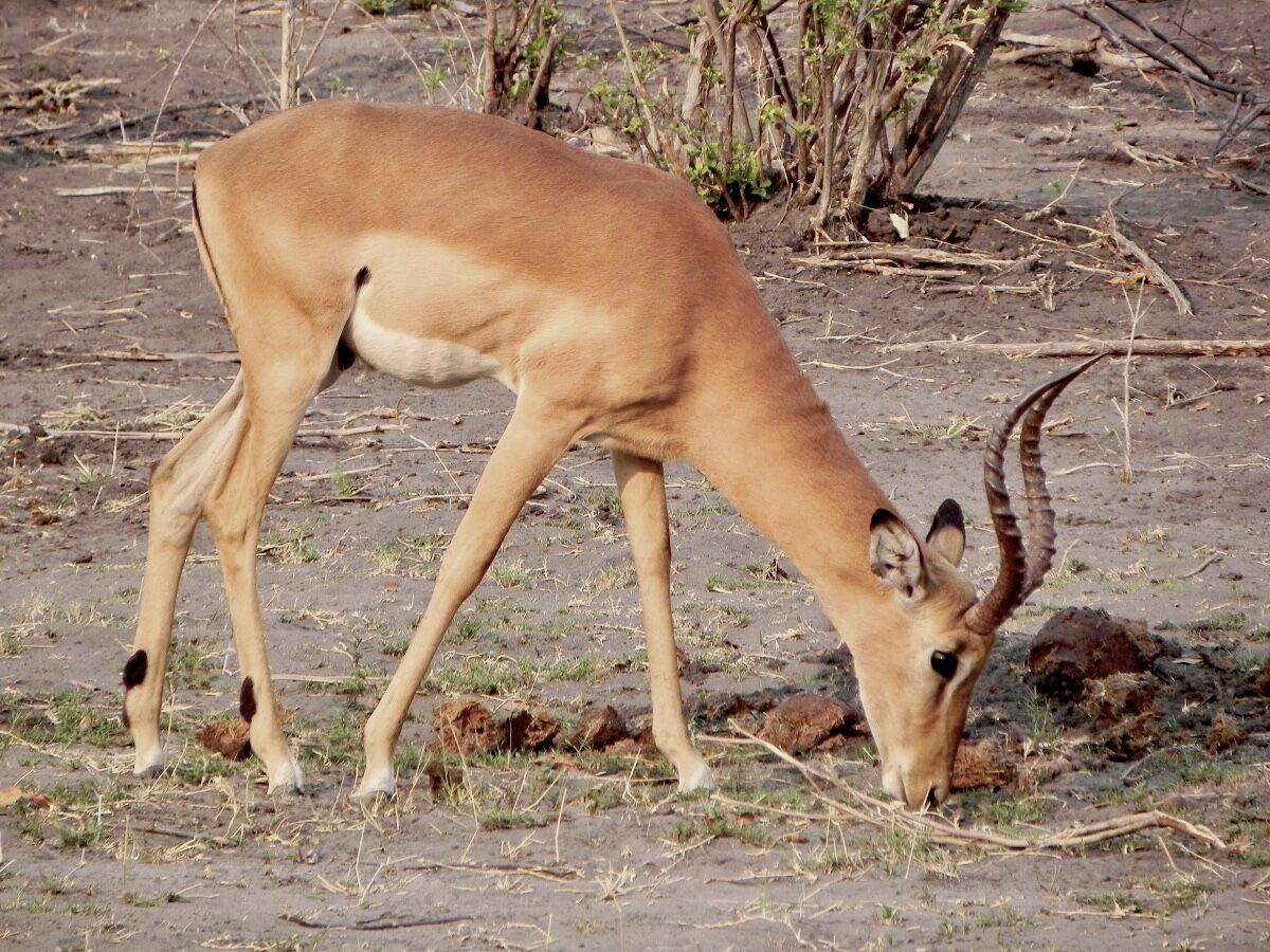 Impala