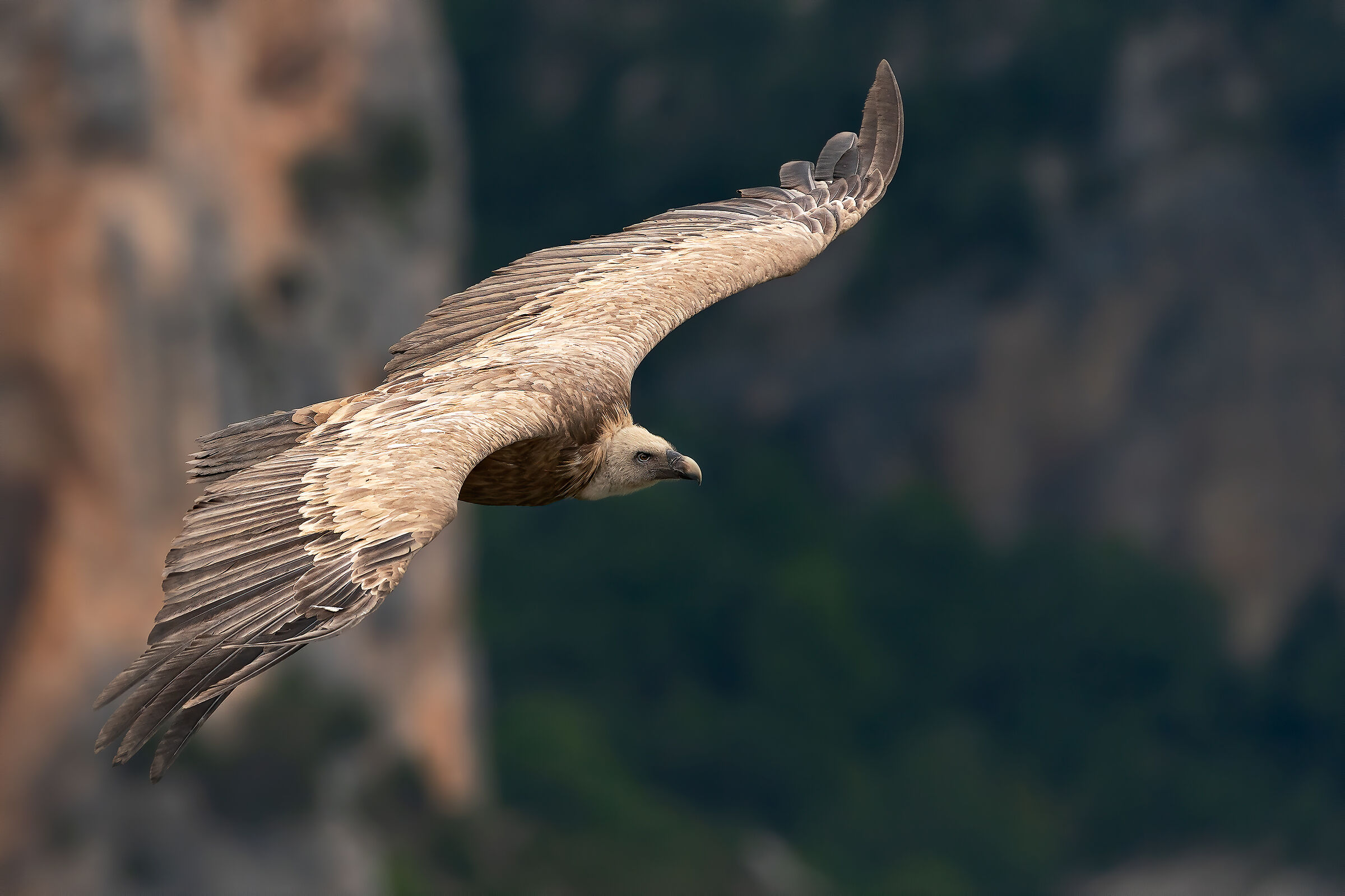 Griffin over the verdon gorges