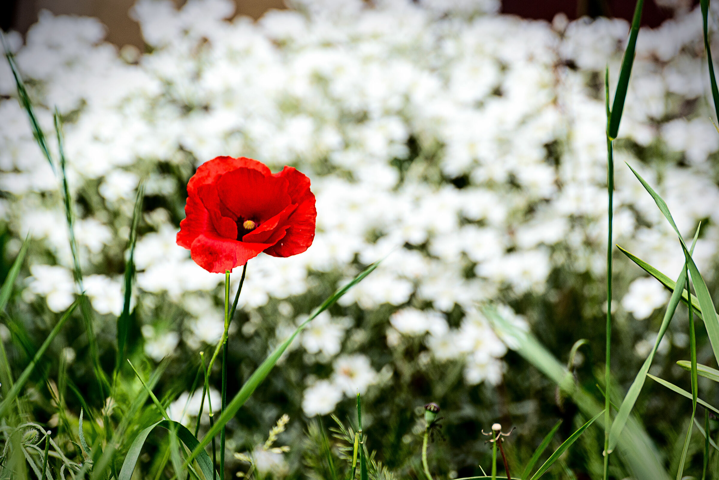 ..e poi uno sfondo bianco