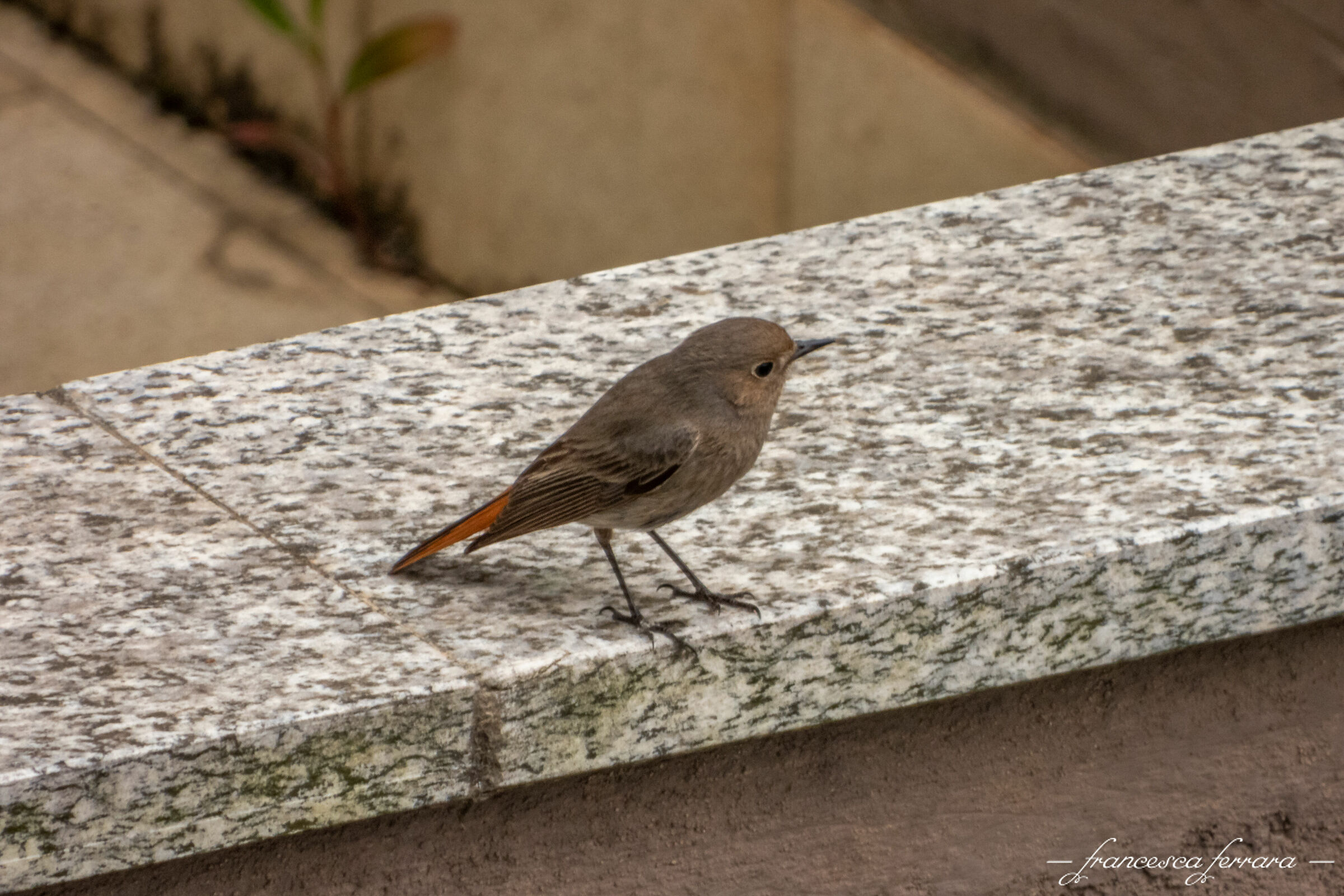 Codirosso Spazzacamino femmina (Phoenicurus Ochruros)_3