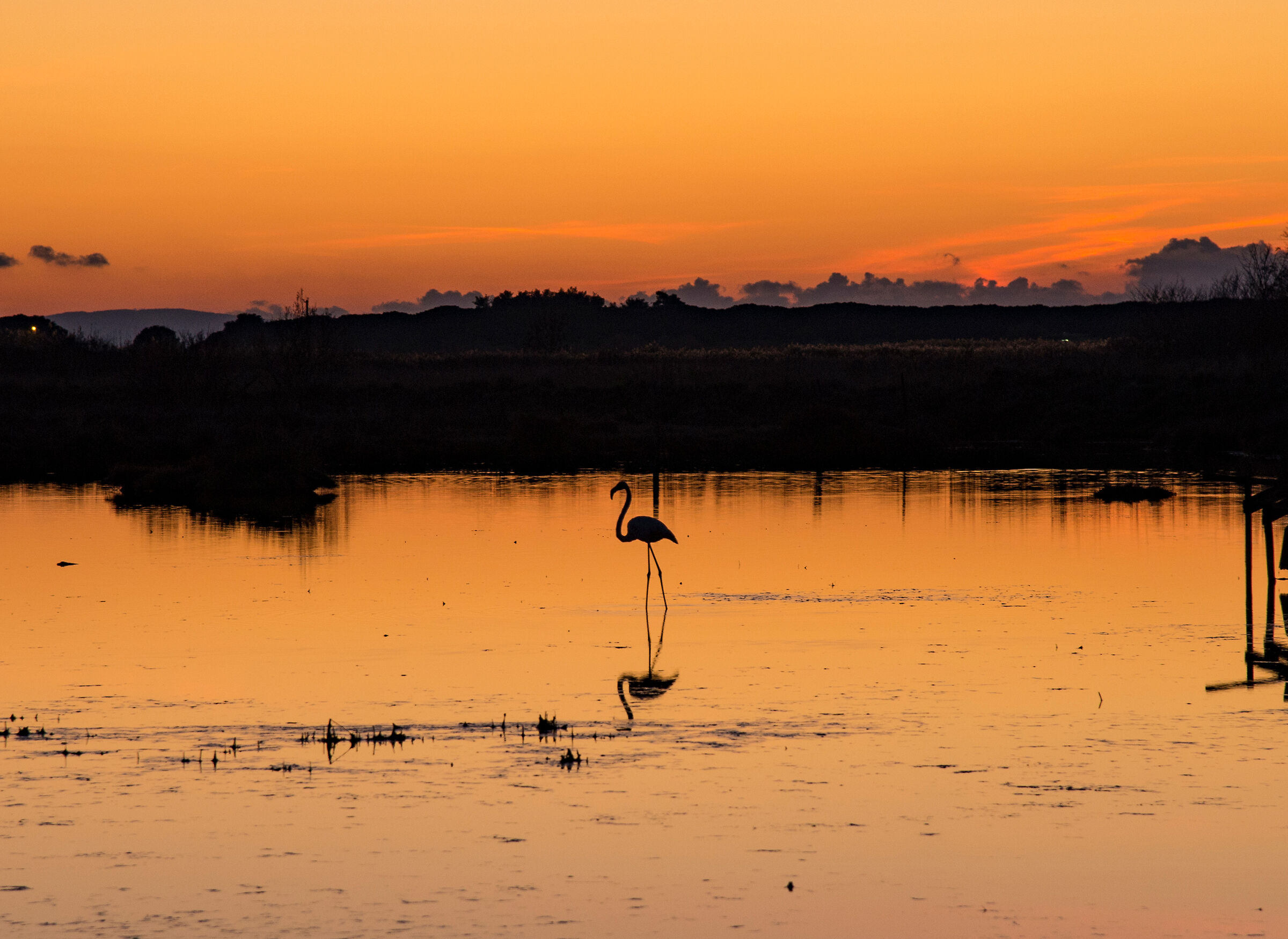 Solitary swamp and flamingo