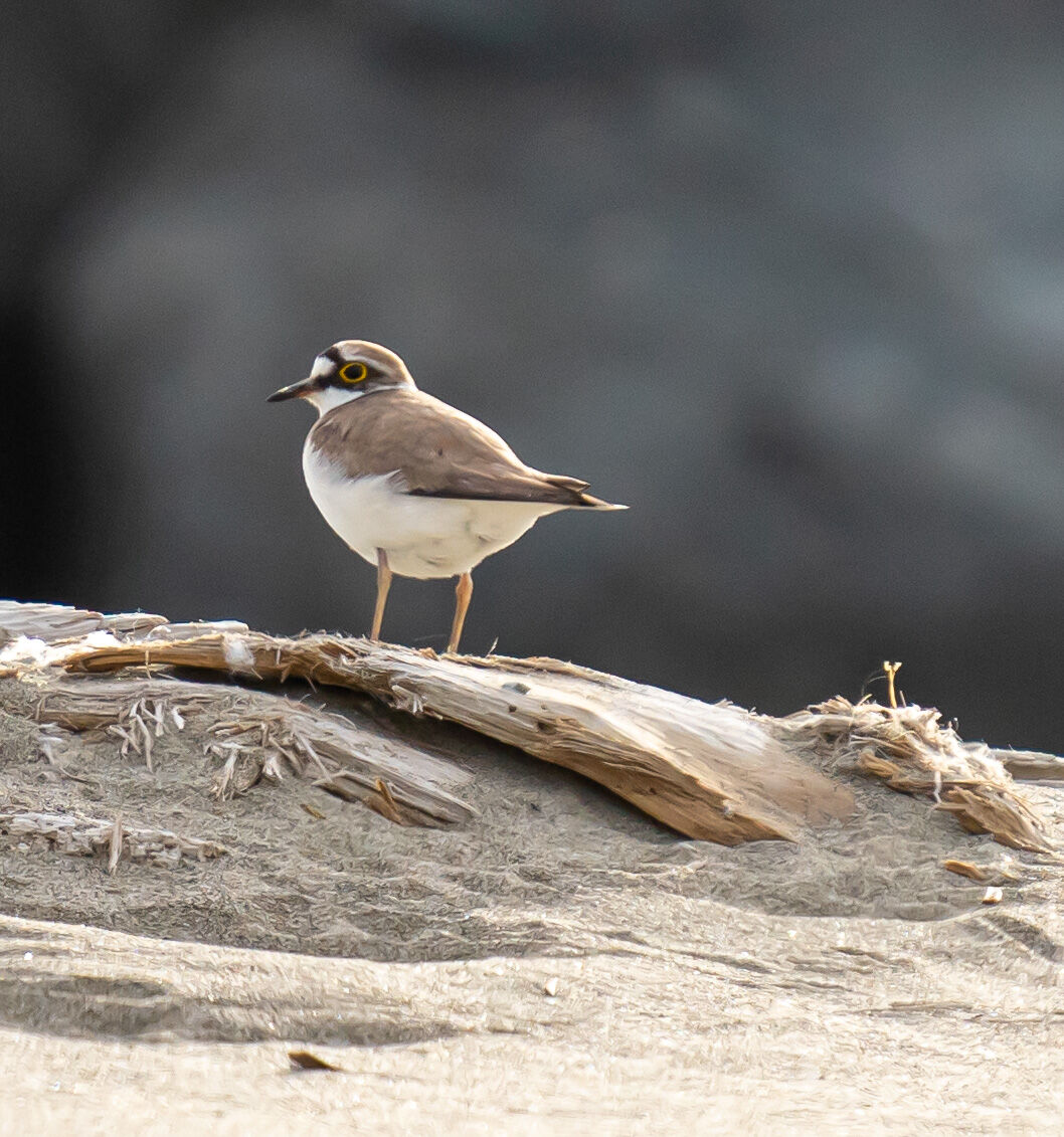 Protected bird specimen