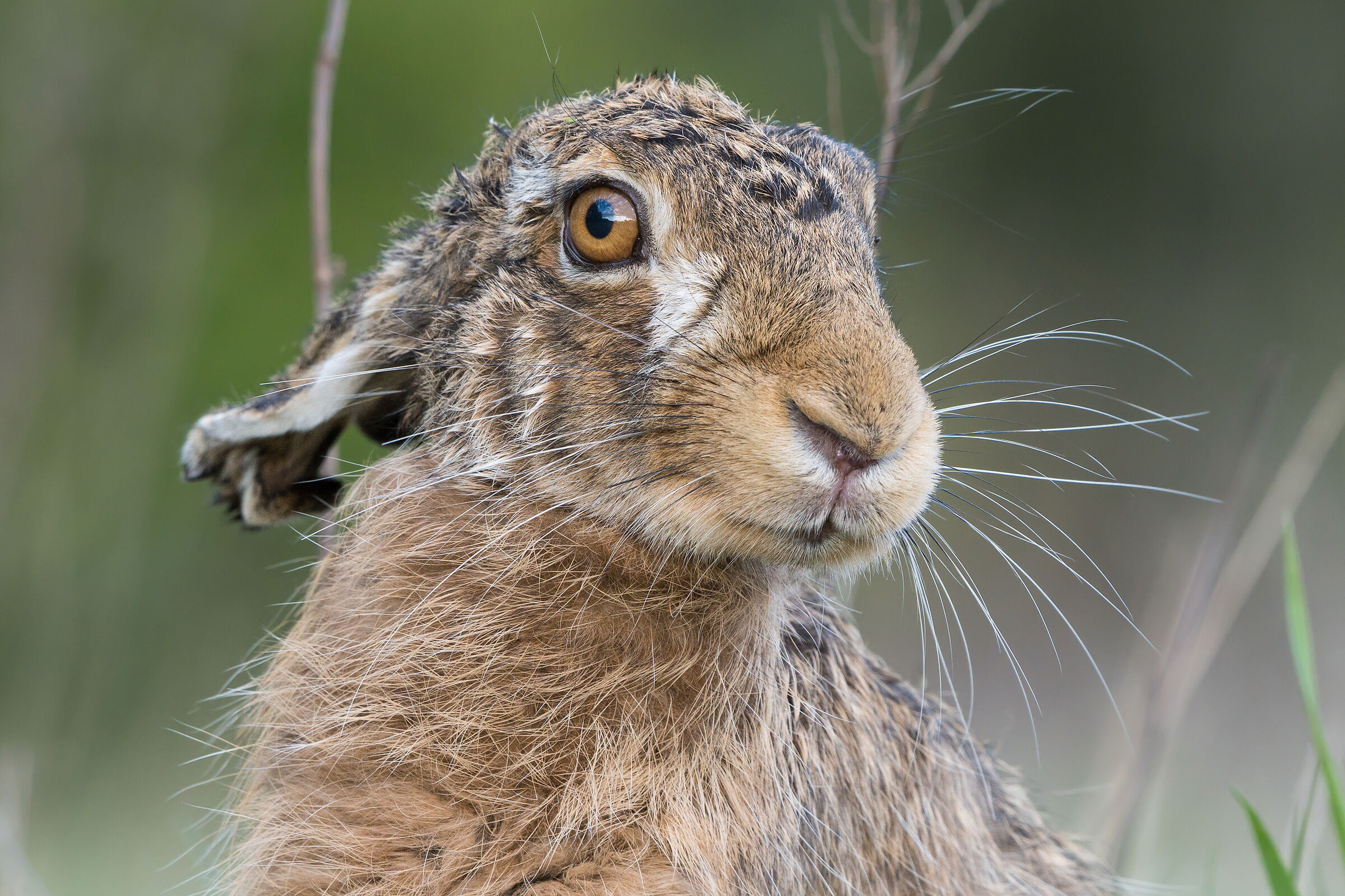 Lepre marrone (Lepus europaeus)
