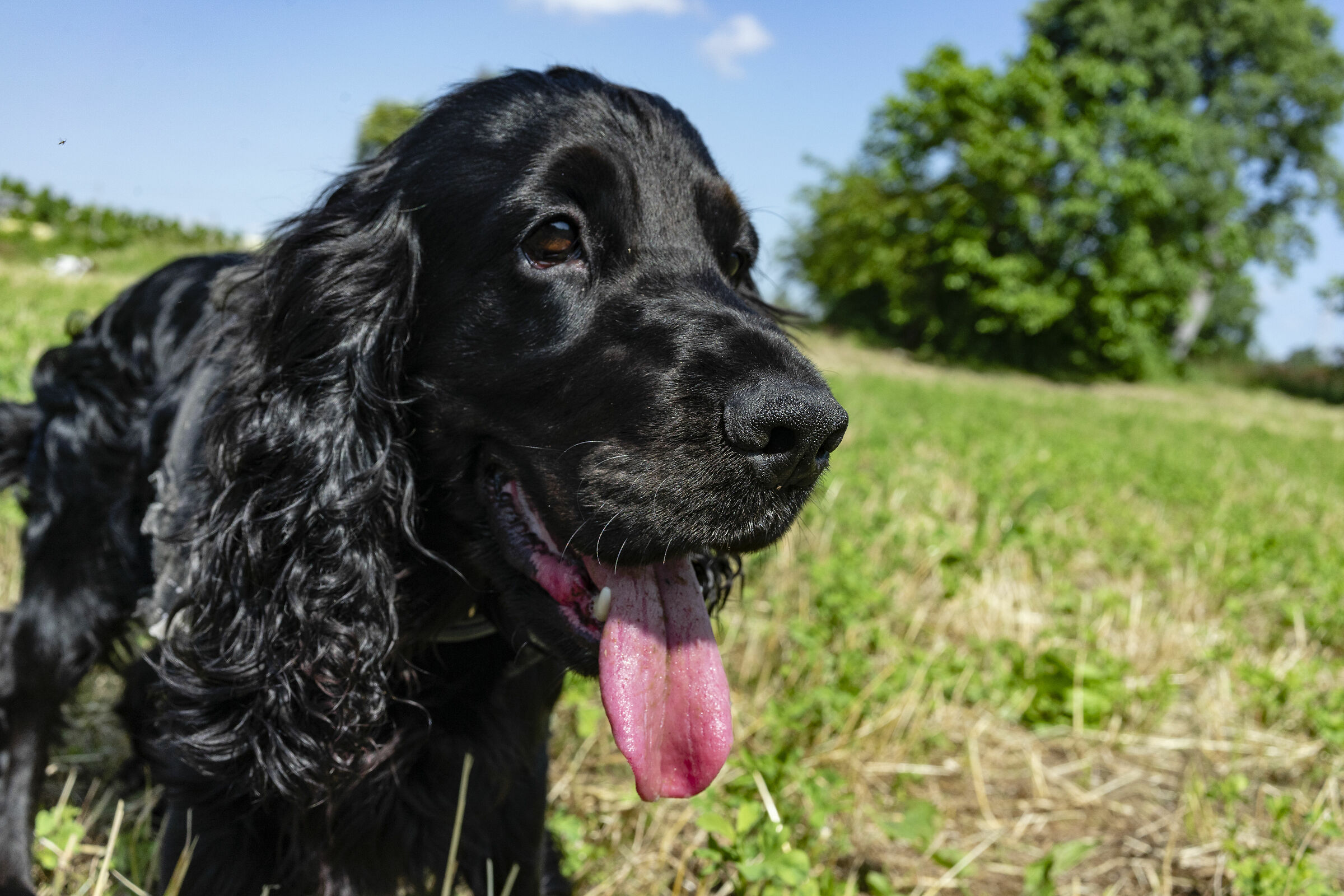 respiriamo un pò che fiatone