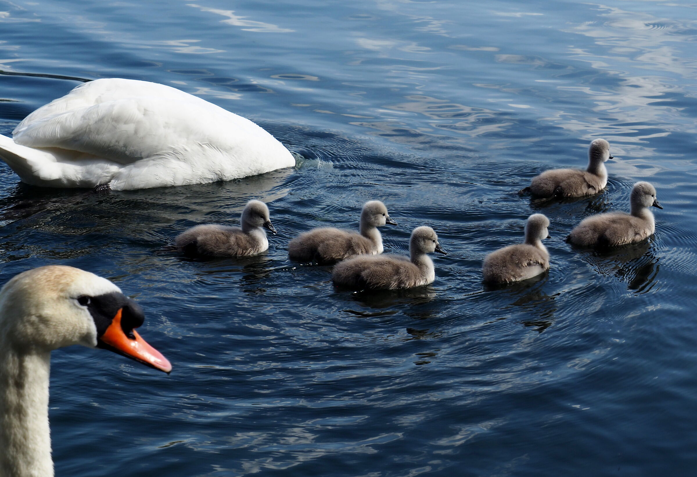 The cheerful family.