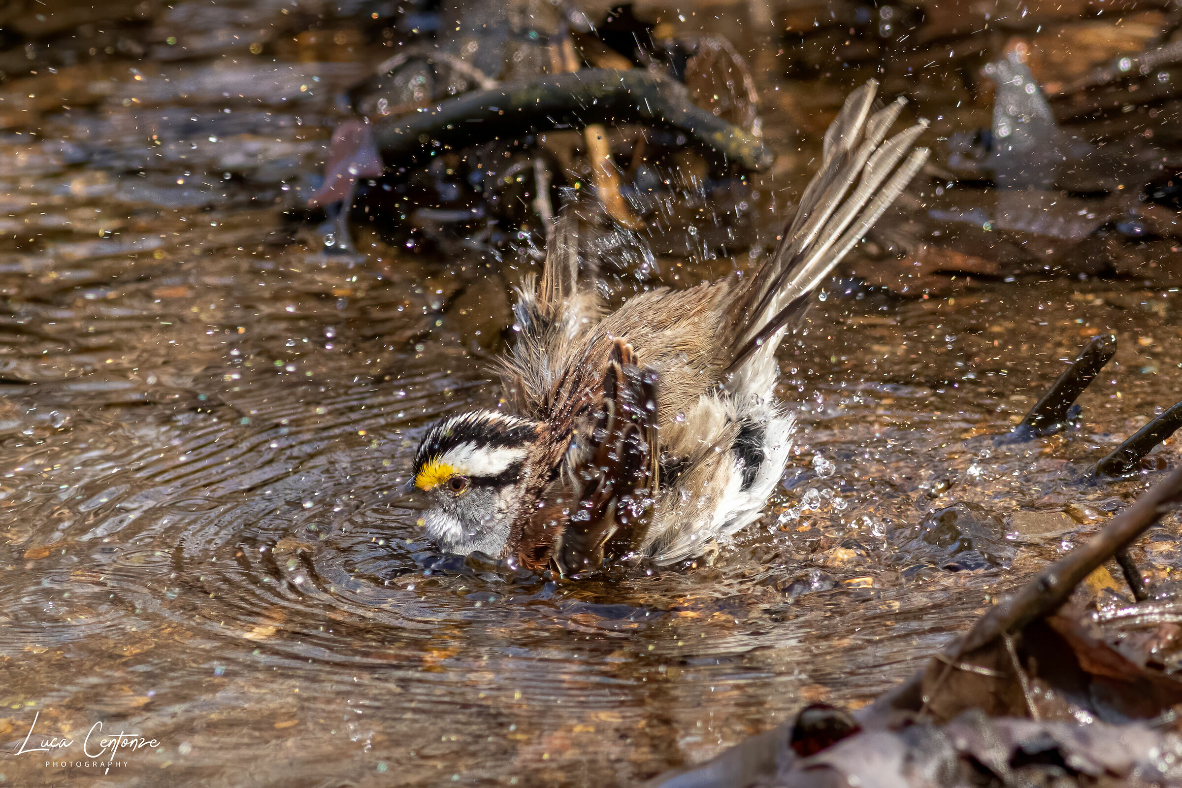White-throated Sparrow