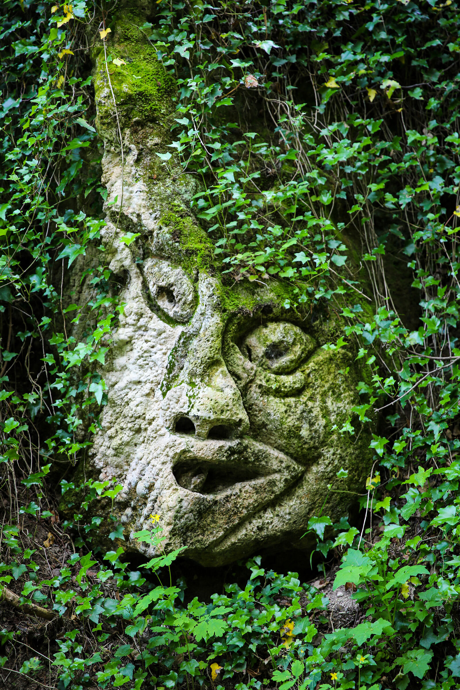 Face 6 "There Vurgacci"