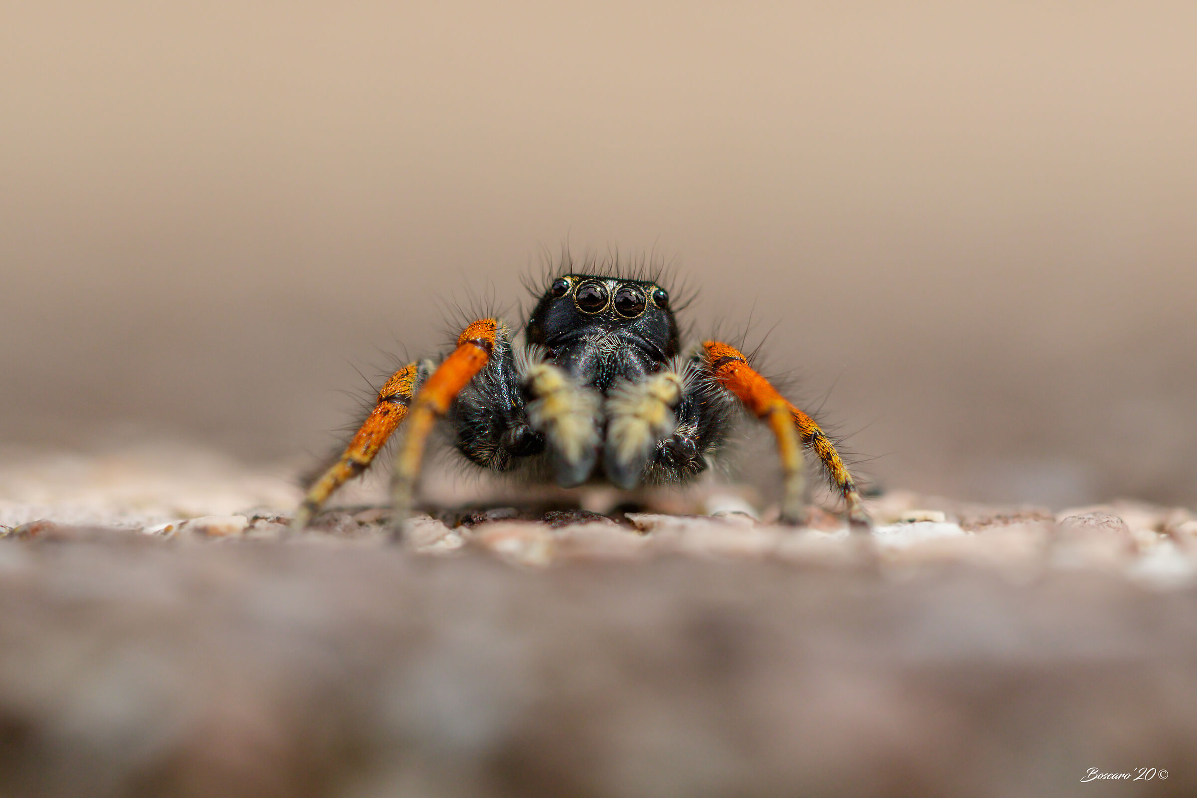 Jumping on the line of fire