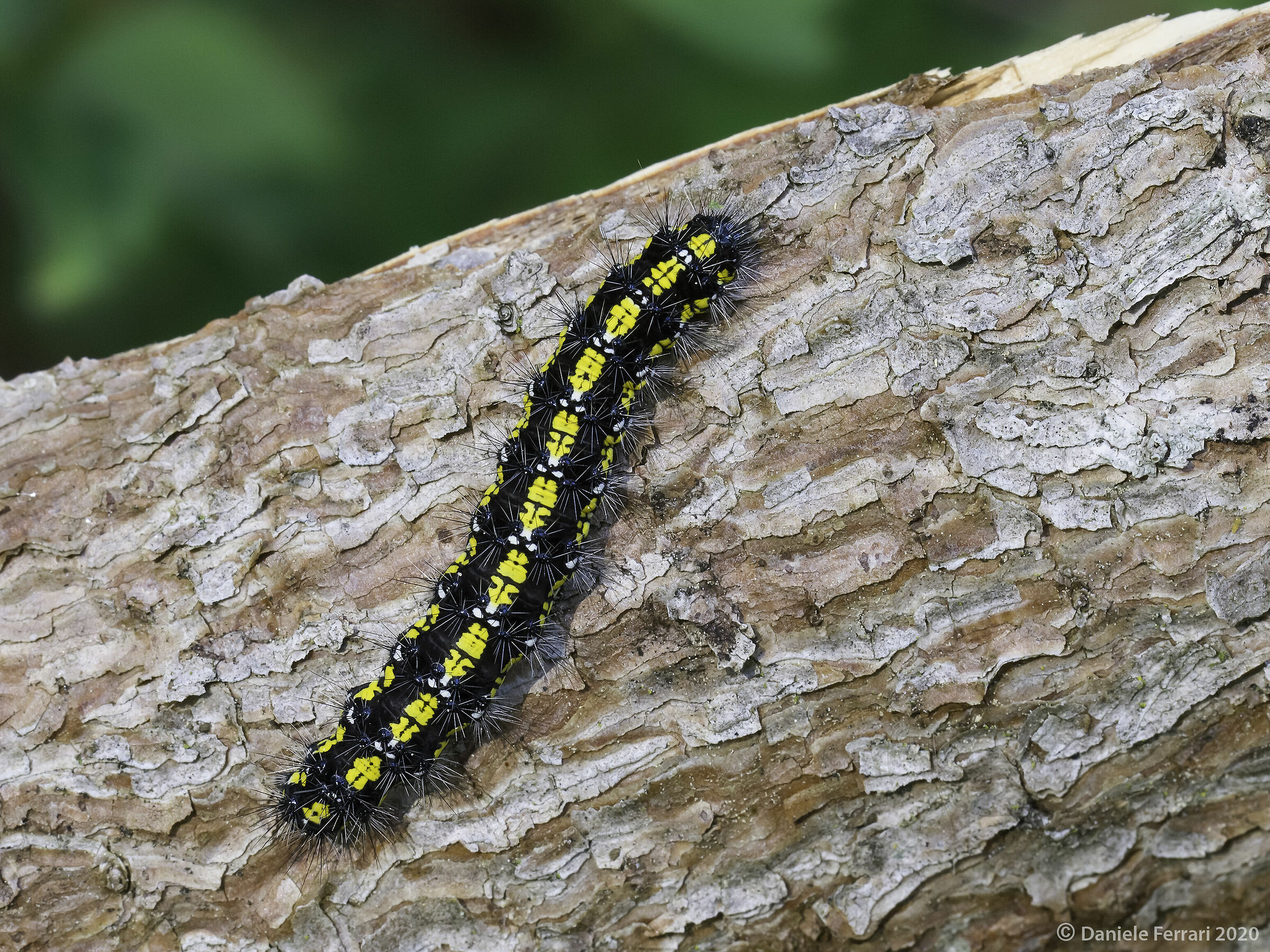 Callimorpha dominula