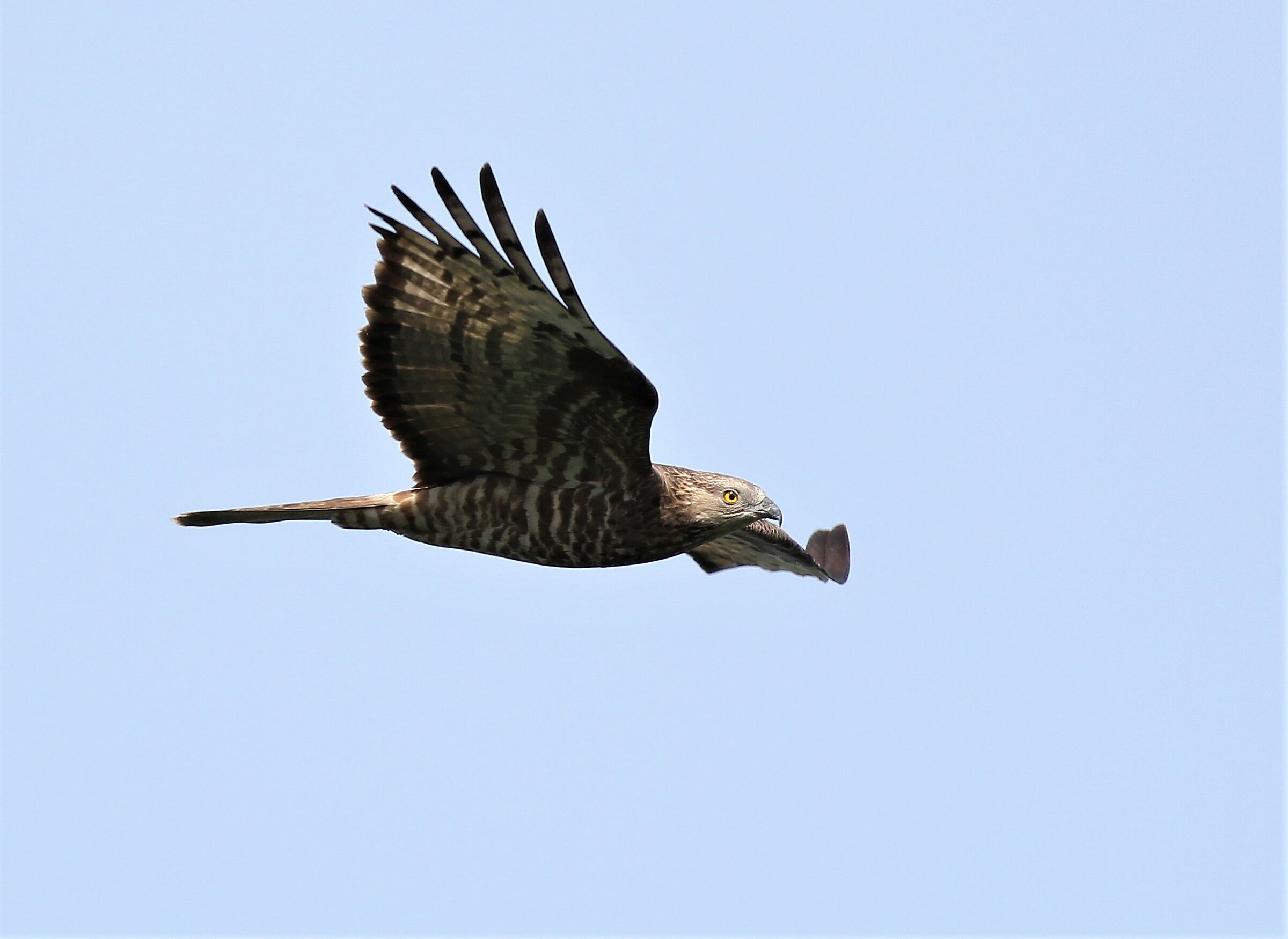 Falco pecchiaiolo