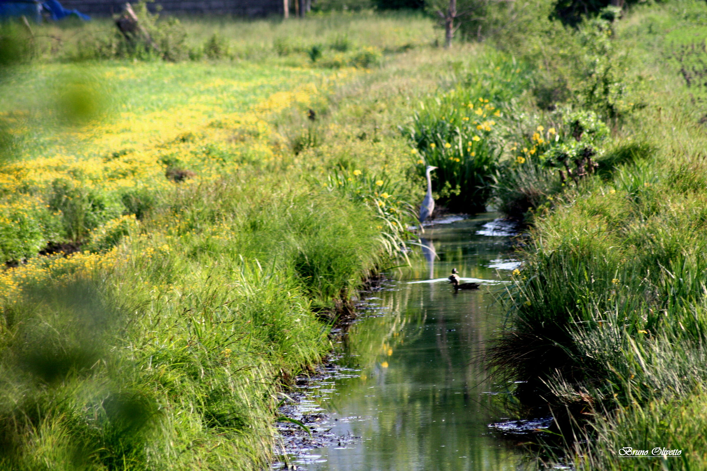 airone cenerino e germano reale
