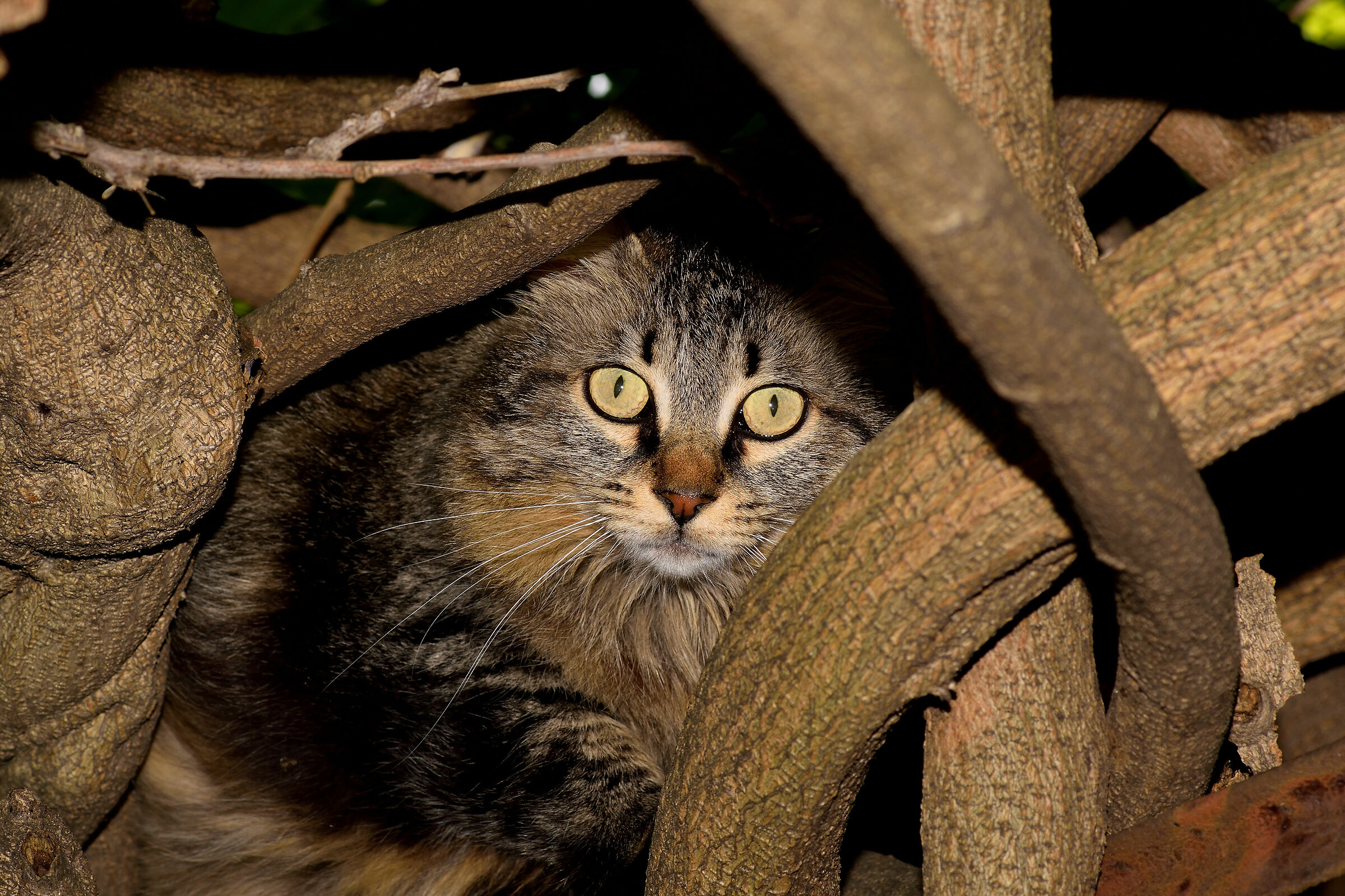 Mimetismo quasi perfetto