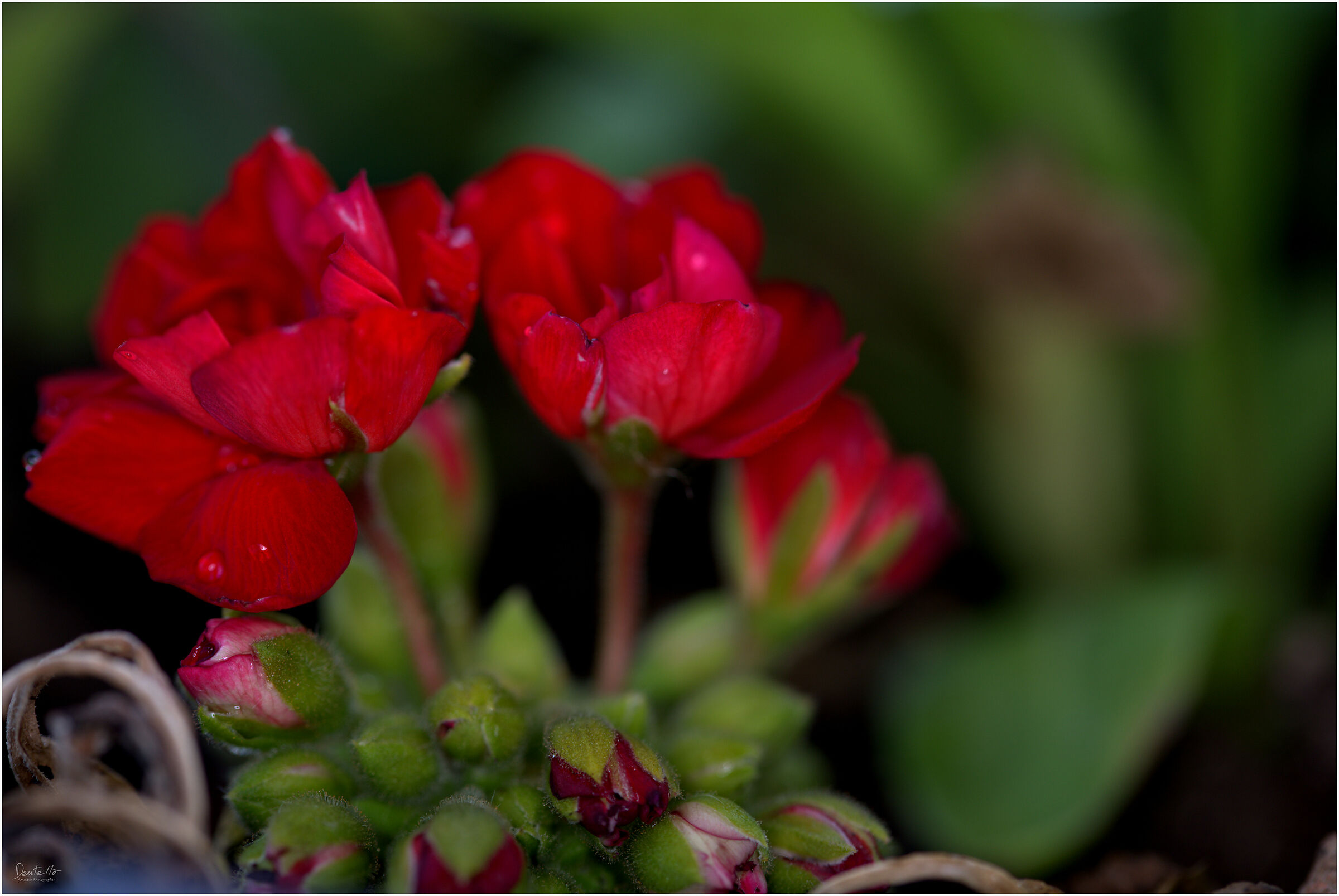 Little geraniums