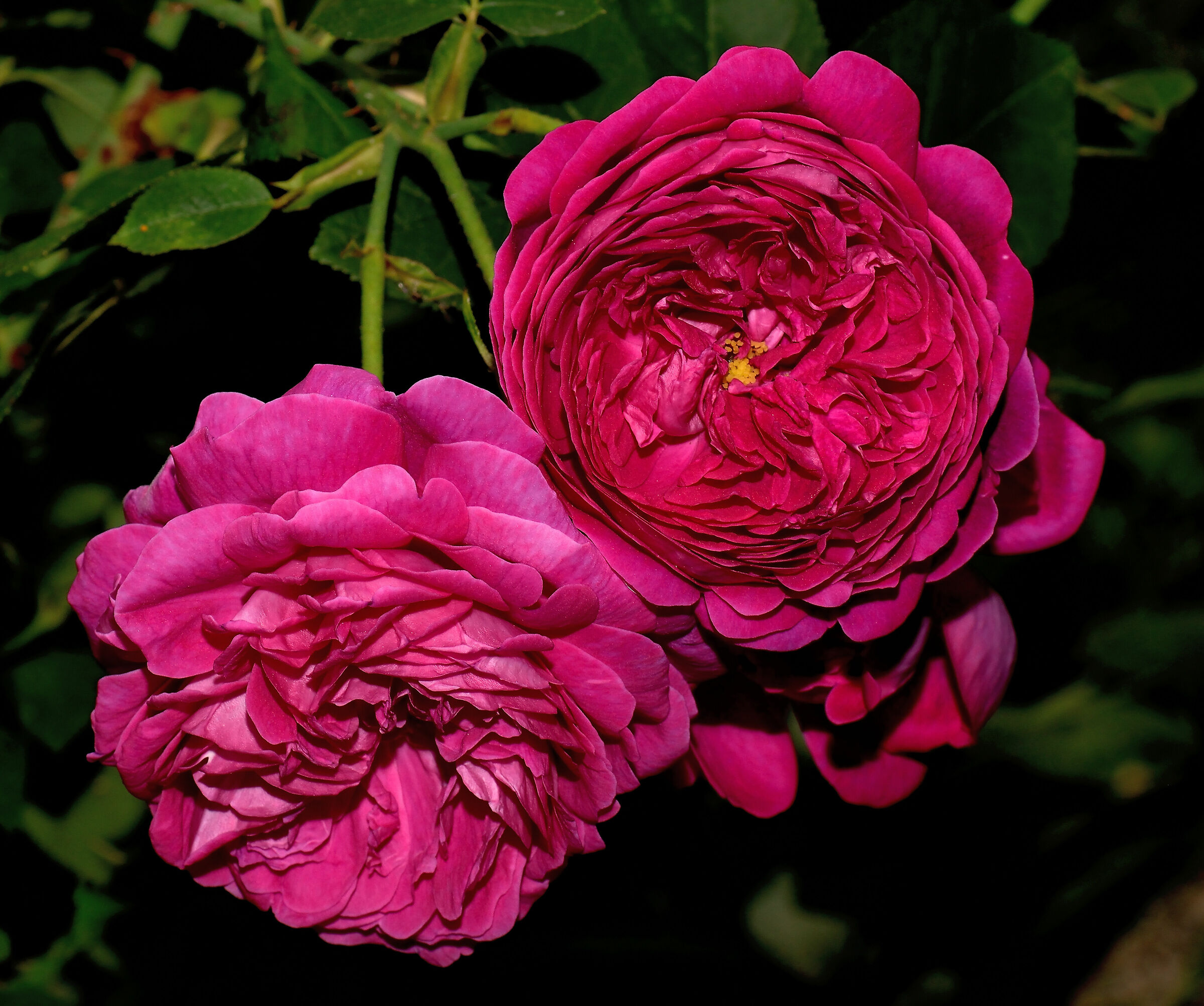 Rosa russelliana