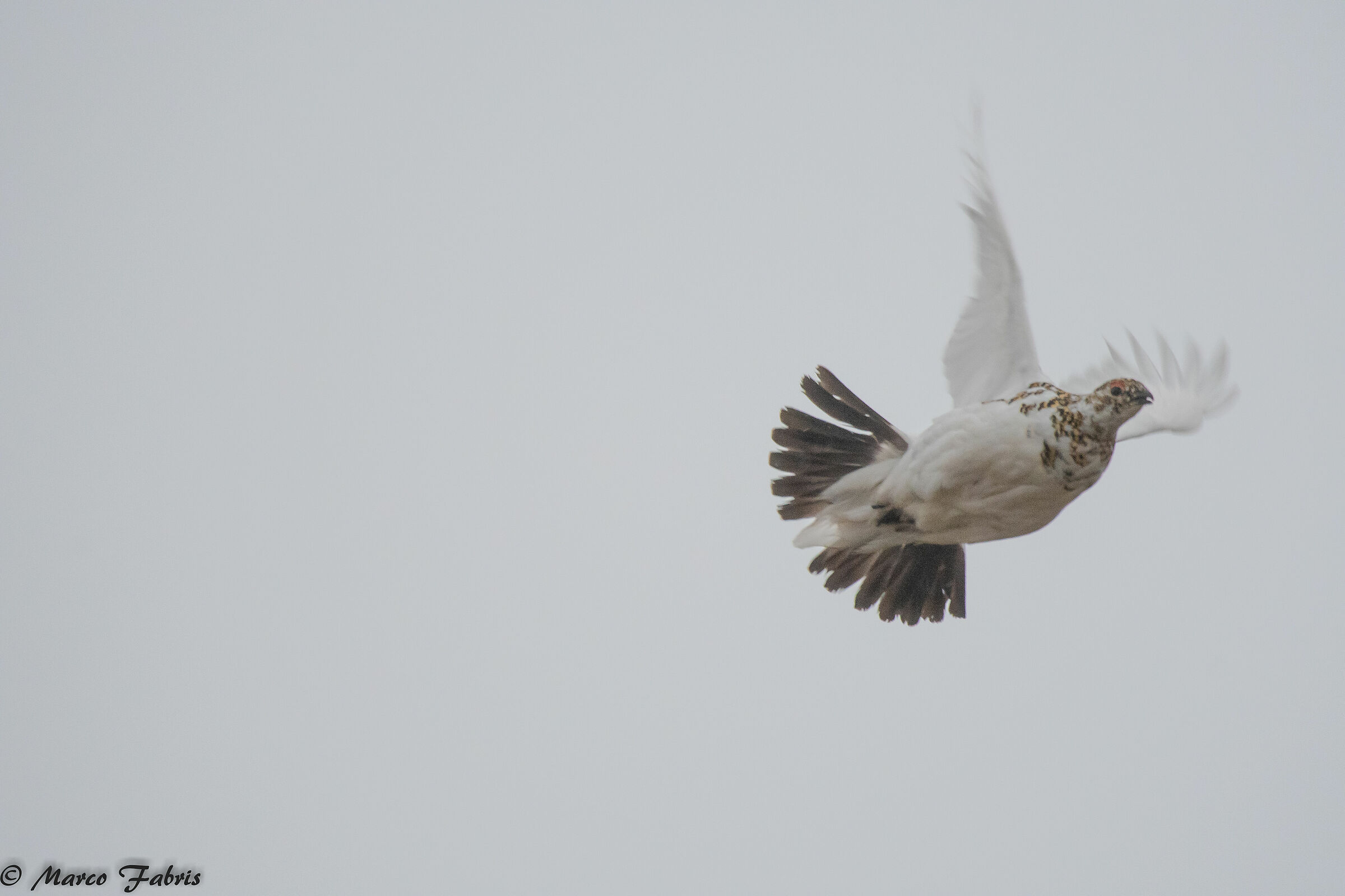 The white lady in flight...